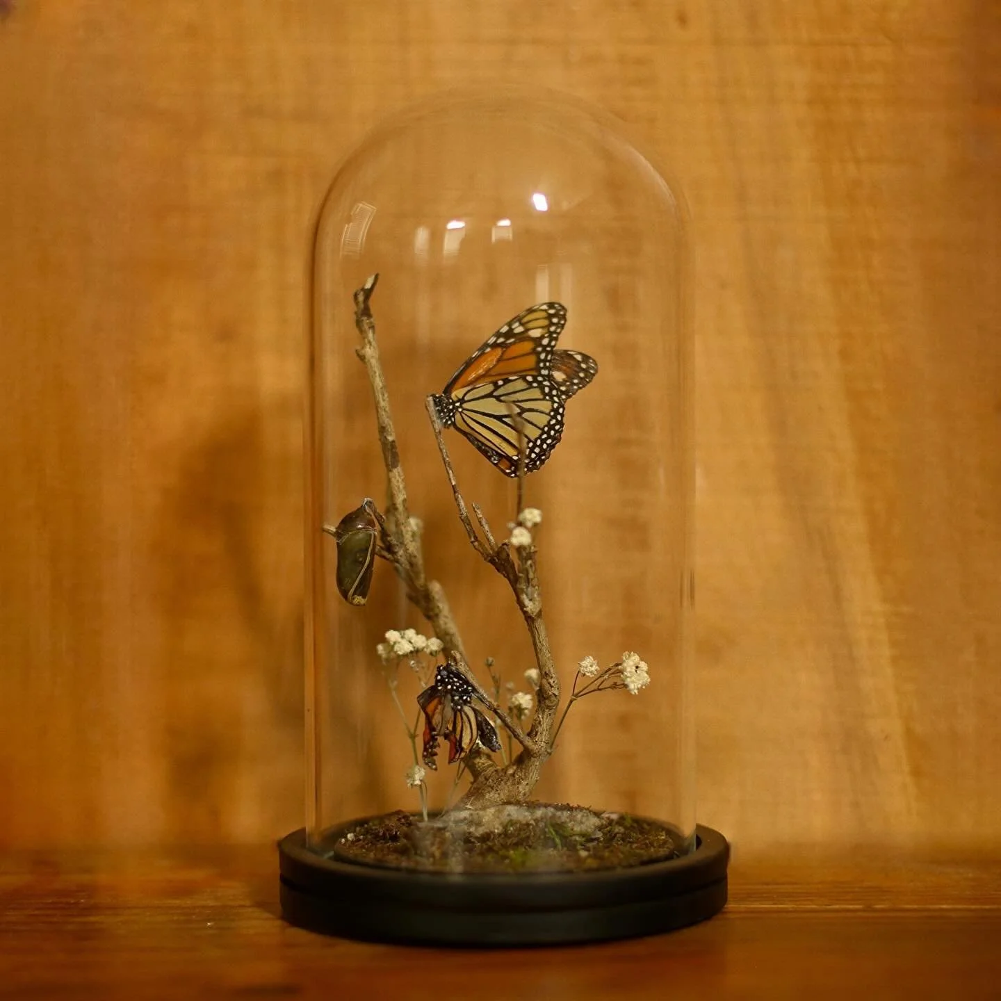 guys i made this and im really proud of it!! 
this cutie is for sale, DM if interested 🦋 🐛

these guys unfortunately passed away due to a hurricane, but i&rsquo;m so happy i got to make a piece to honor their life