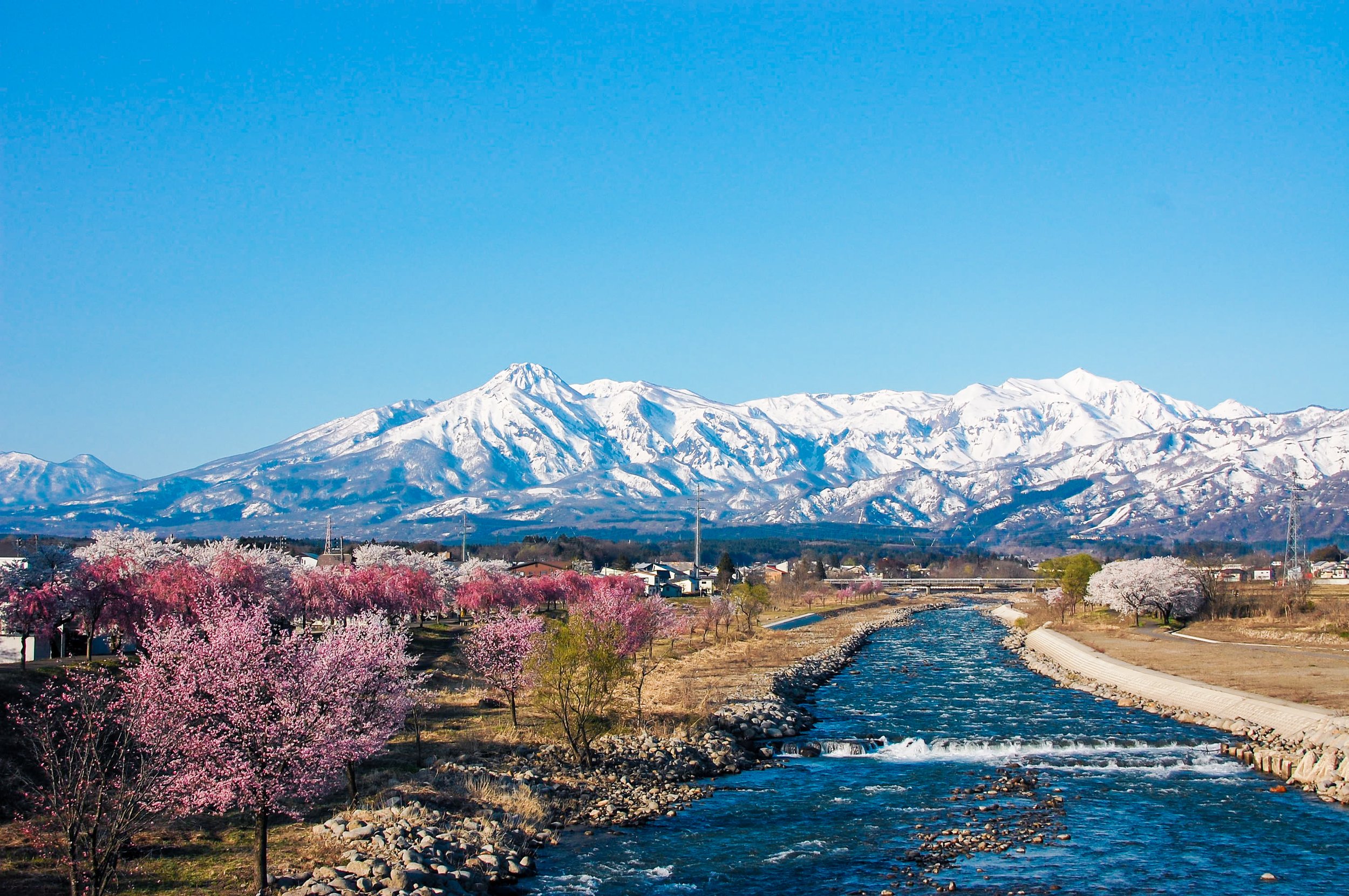 Snow-capped mountains behind a river with pink cherry blossom trees on both sides in a rural landscape.
