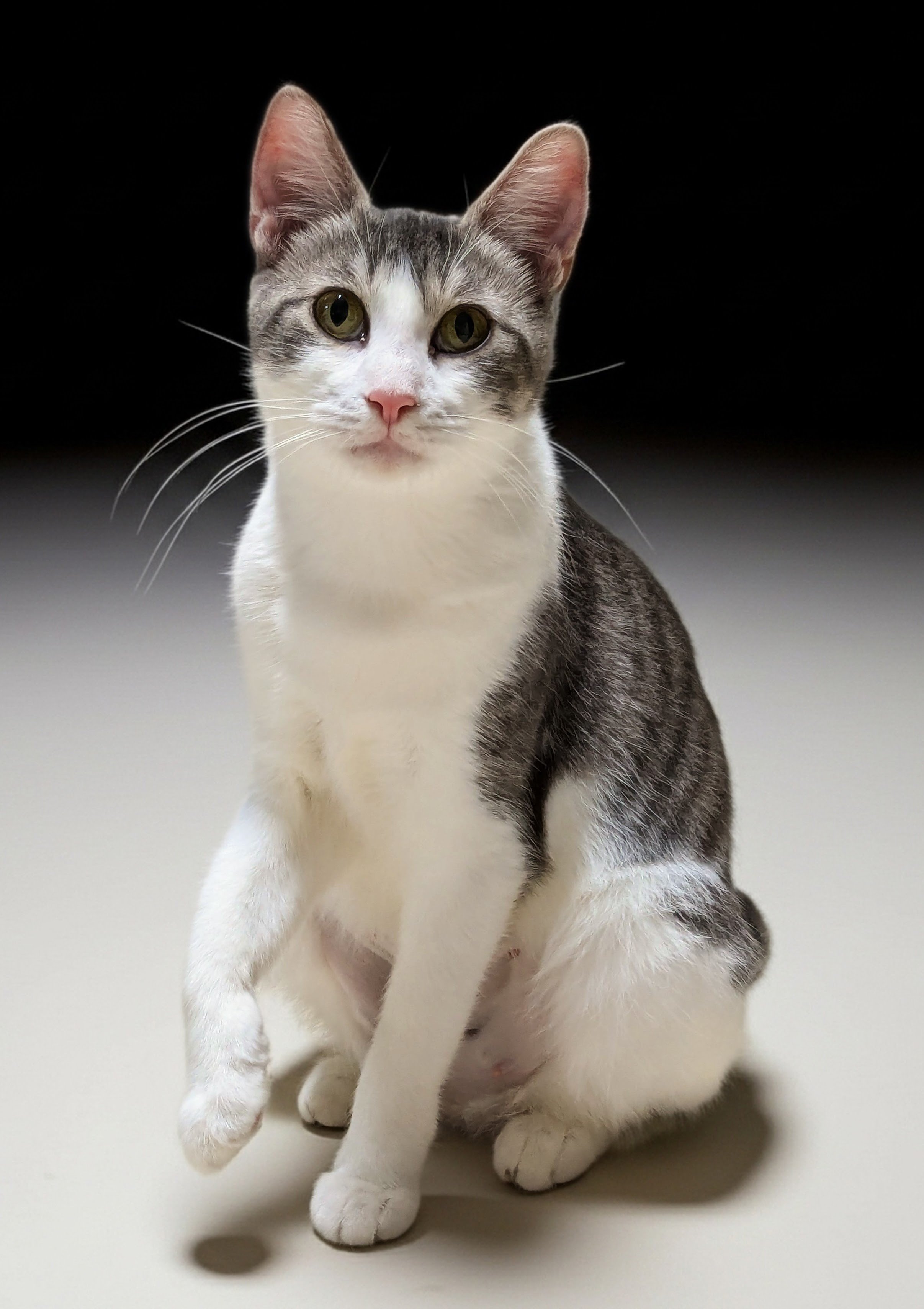 Silhouette of a woman with long hair holding a microphone, singing on stage.
