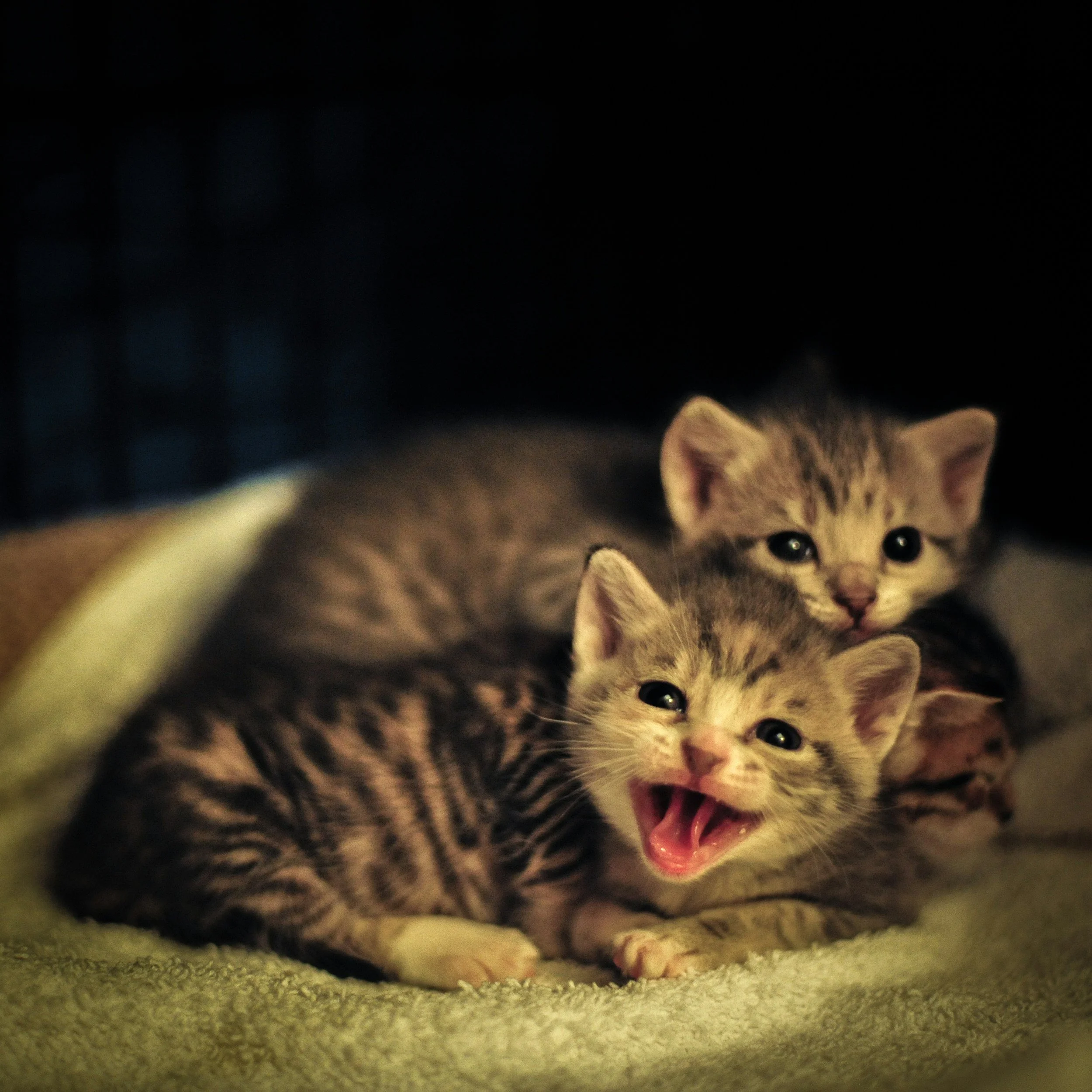 Three small striped kittens are lying on a soft, green blanket with a dark background. One kitten is yawning with its mouth open, and the other two are looking forward with alert expressions.