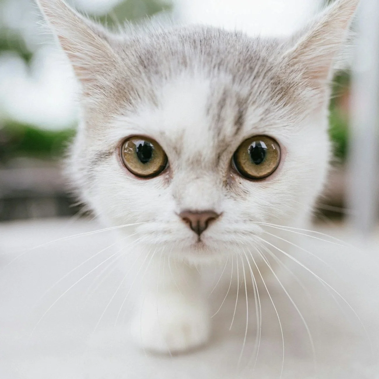 An illustration of a cat and a dog sitting together, with the text 'People of the World' in large letters and 'Cats and Dogs United' below.