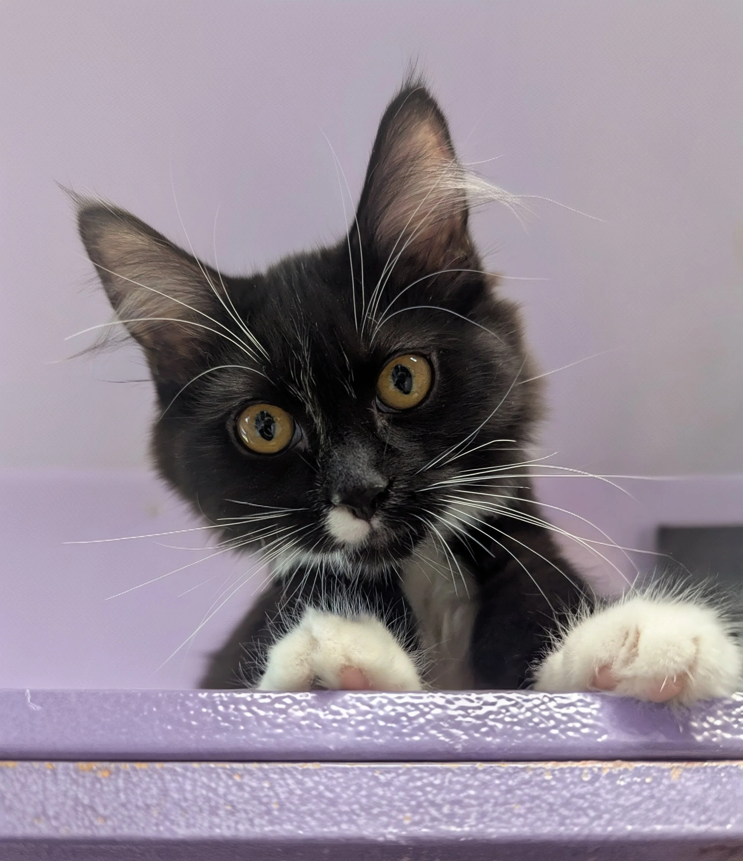 Black silhouette of a cat with glasses sitting, behind a pair of books, with the word "Meow" to the right.