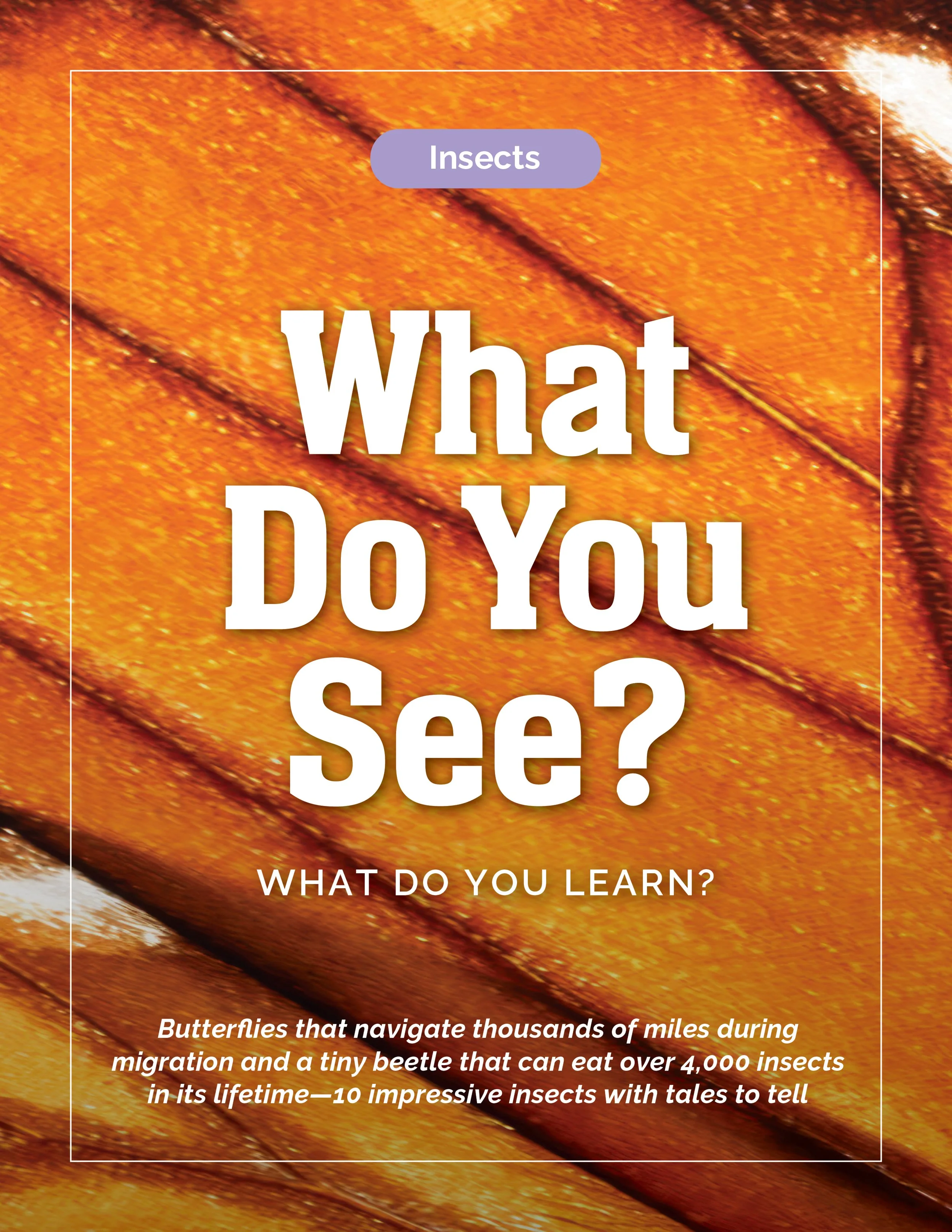 Monarch, Butterfly, Insects, What Do You See, What Do You Learn