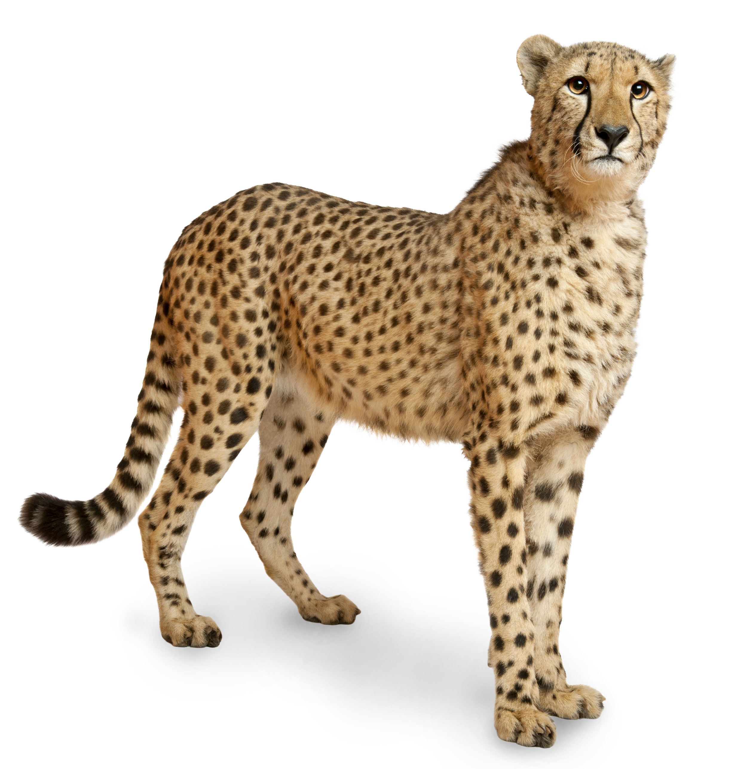 Cheetah, mammal, mammals, nature, kids, science, fun, facts