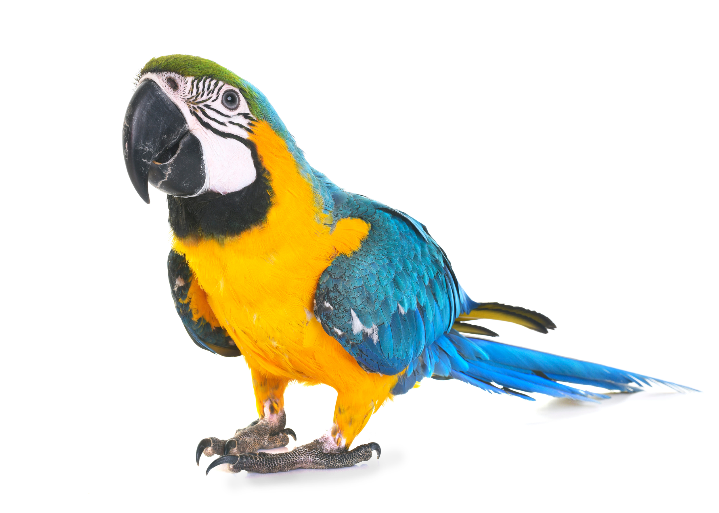 bird, birds, macaw, interesting, kids, fun, facts, nature