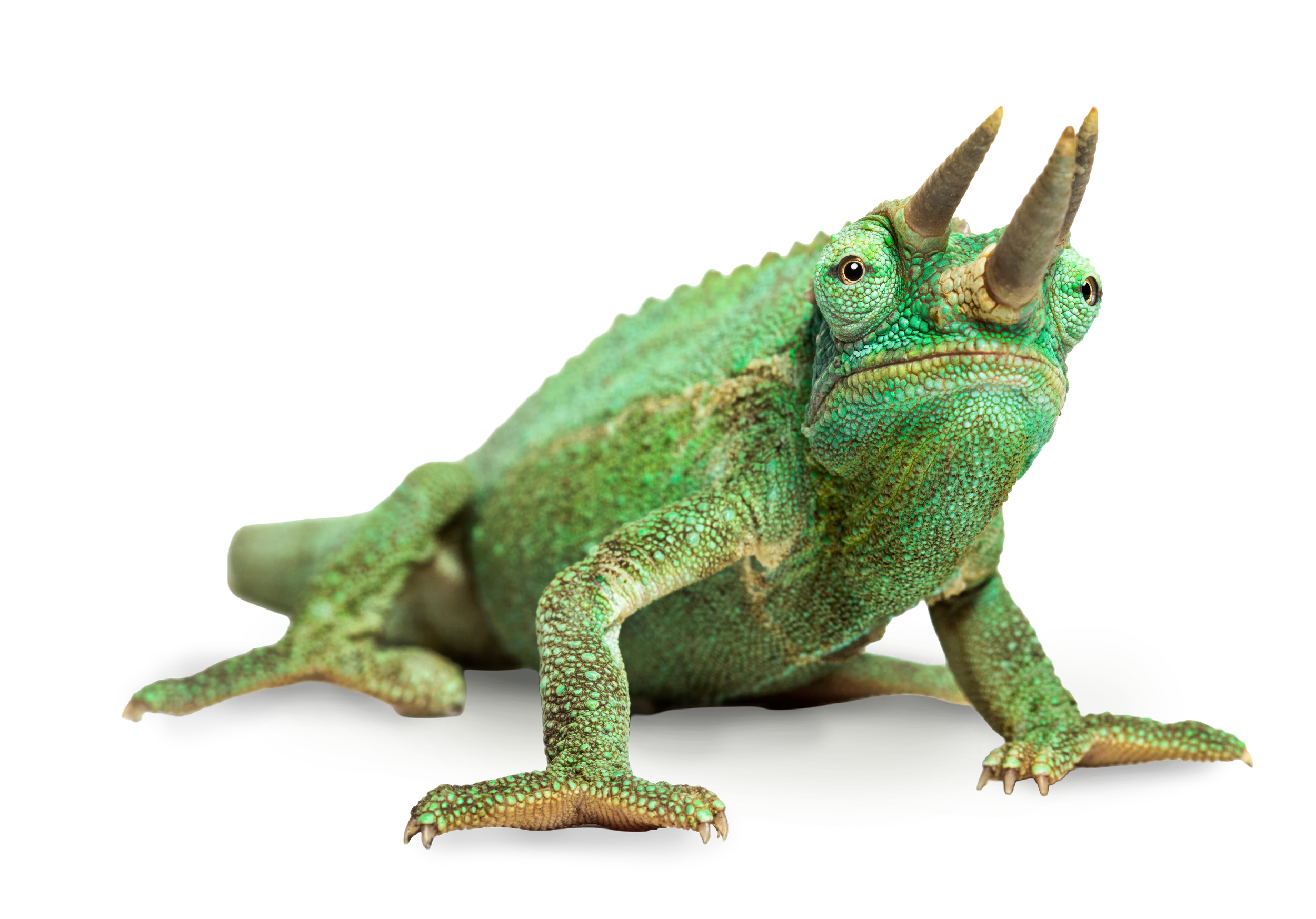 reptile, reptiles, Jackson's chameleon, fun, facts, science, kids, discover, nature