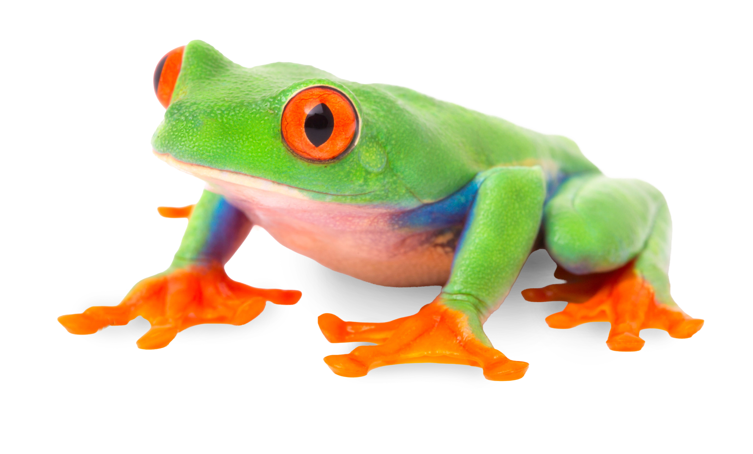 red-eyed tree frog, amphibian, amphibians, learn, fun, facts, discovery, science