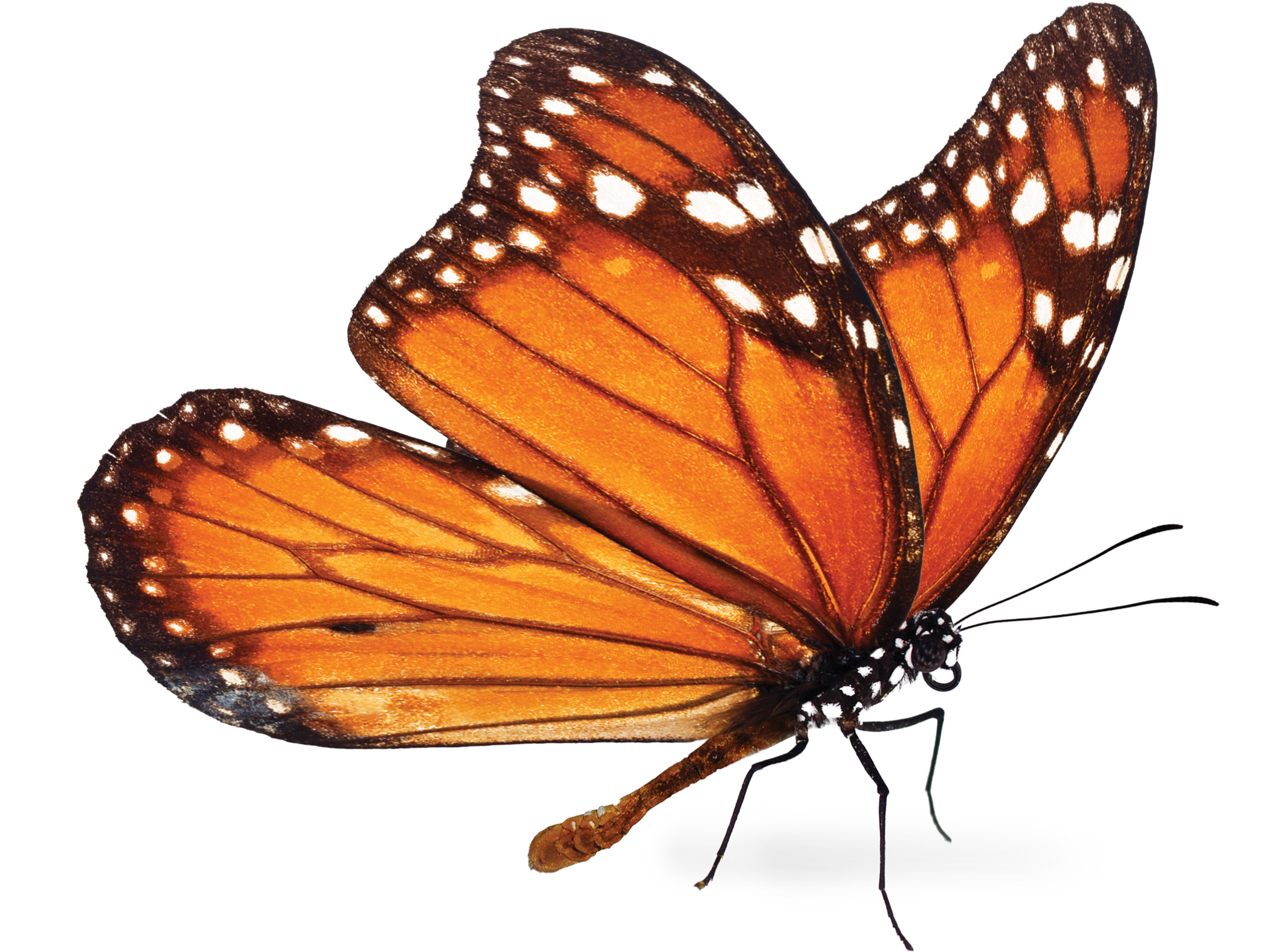 butterfly, monarch, kids, nature, discover, learn, fun, facts, science