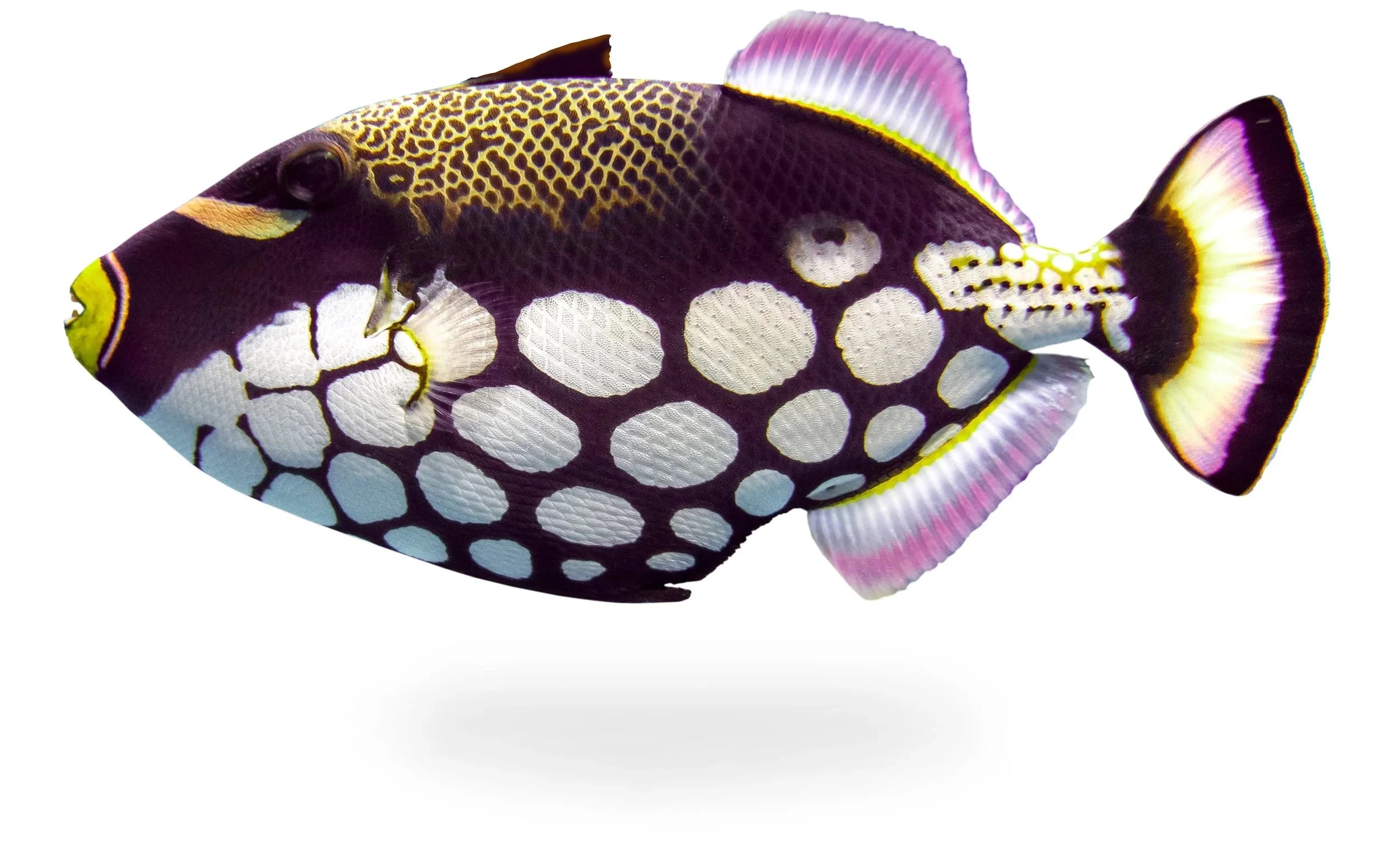 fish, triggerfish, fun, facts, kids, learning, discovery, nature, water, underwater, marine, life