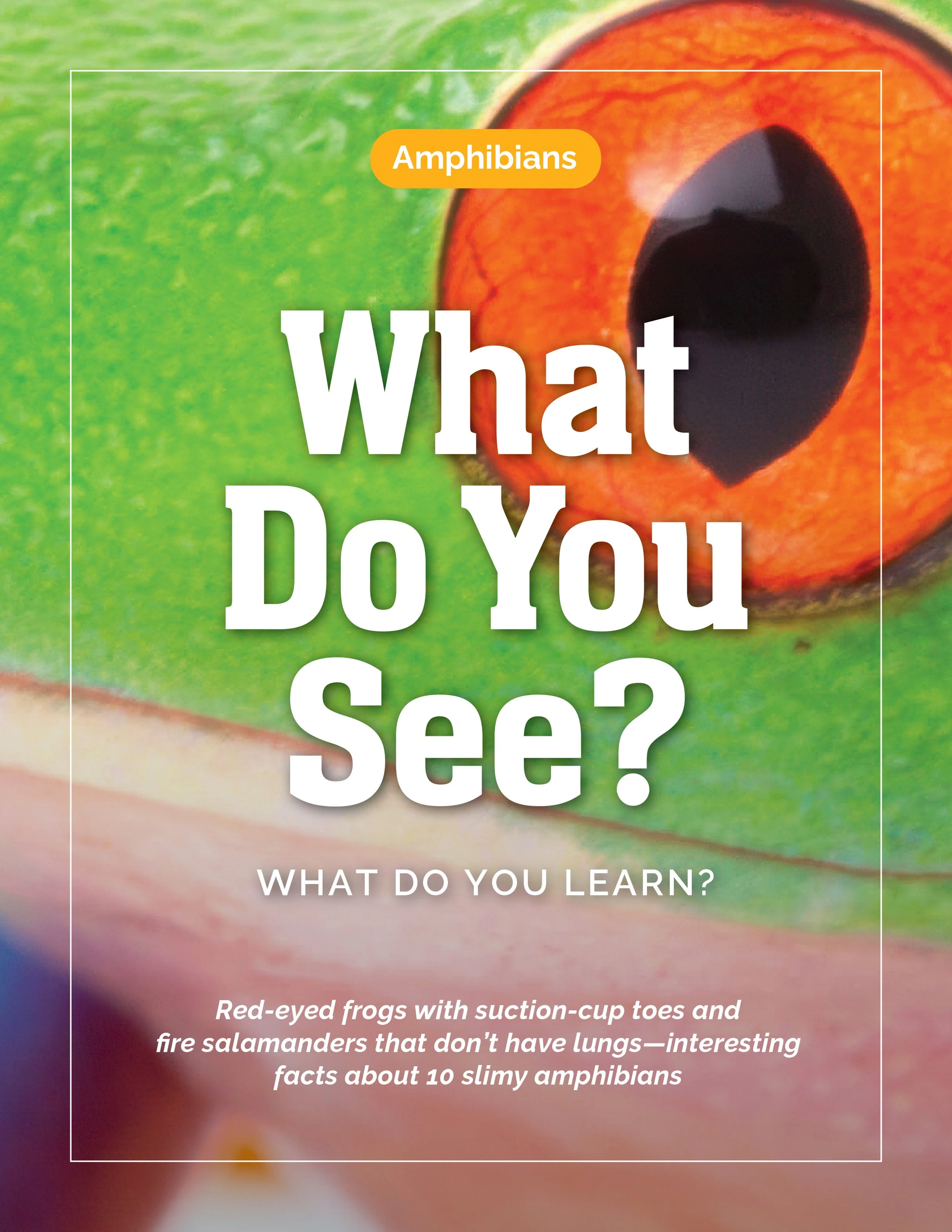 Amphibian, Amphibians, Red-eyed Tree Frog, What Do You See, What Do You Learn