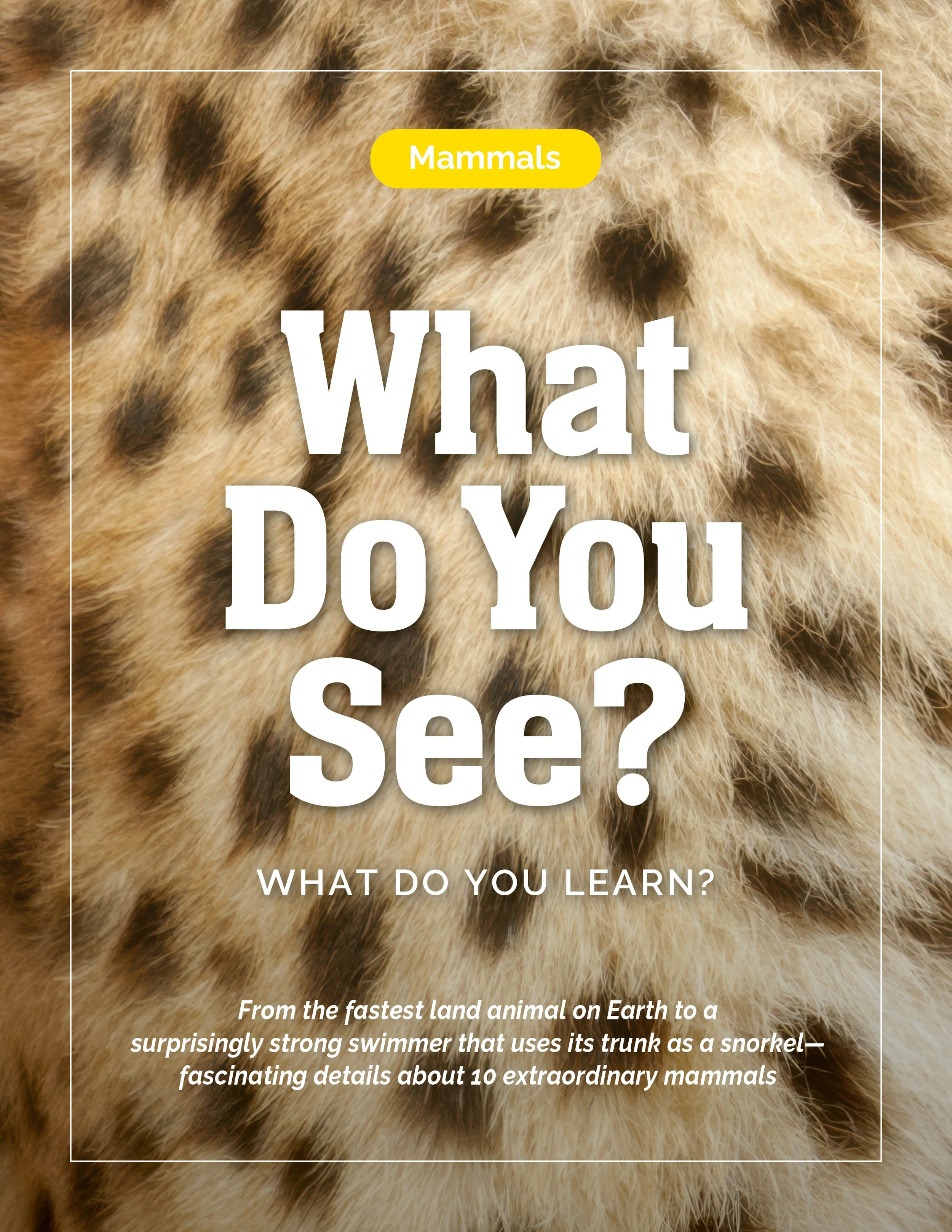 Mammals, Mammal, Cheetah, What Do You See, What Do You Learn