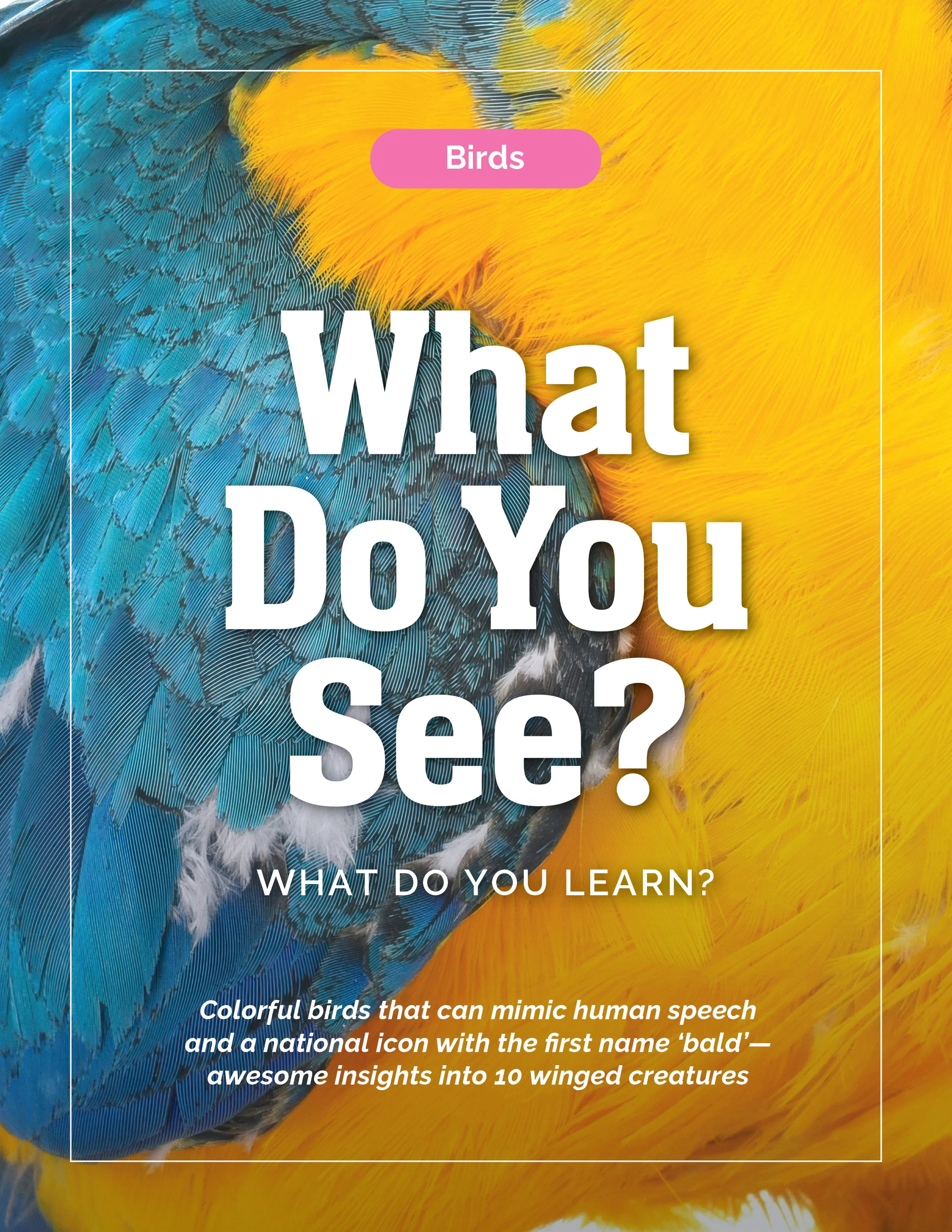 Bird, Birds, Macaw, What Do You See, What Do You Learn