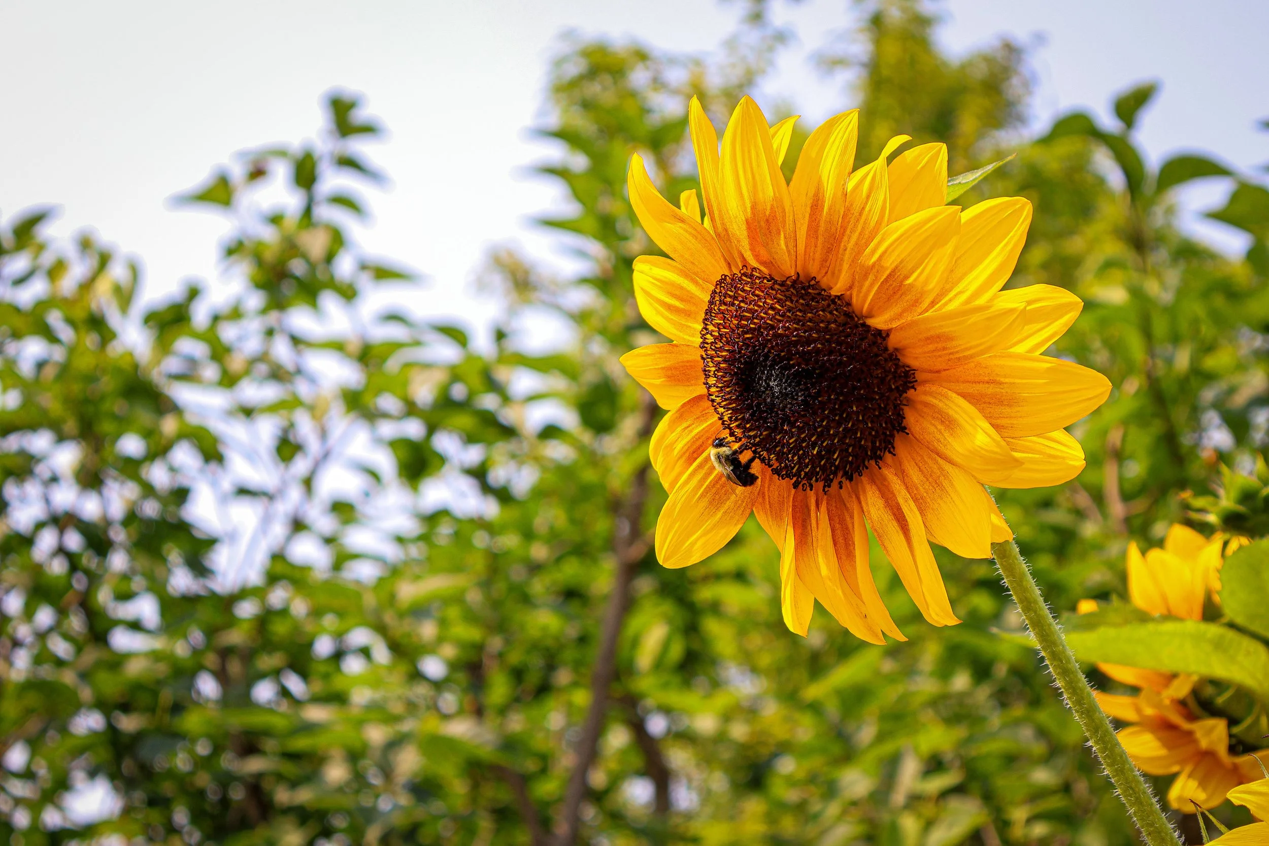 A bee sits on a sunflower
