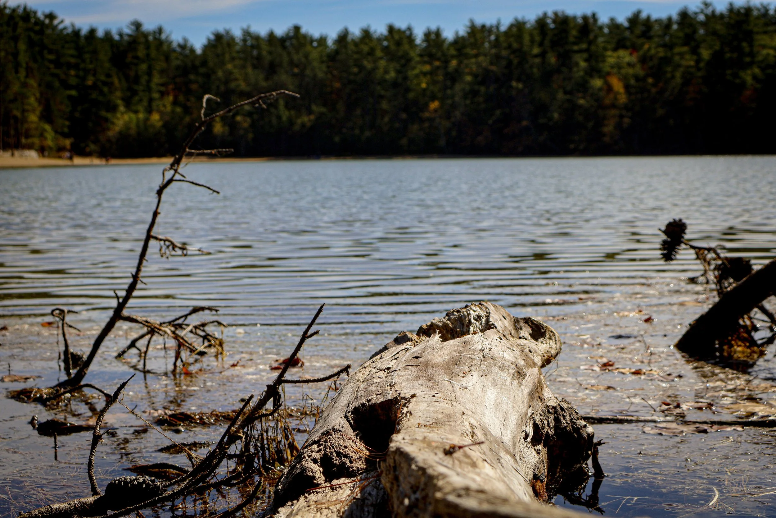 A dragonfly hides in plain sight at Echo Lake