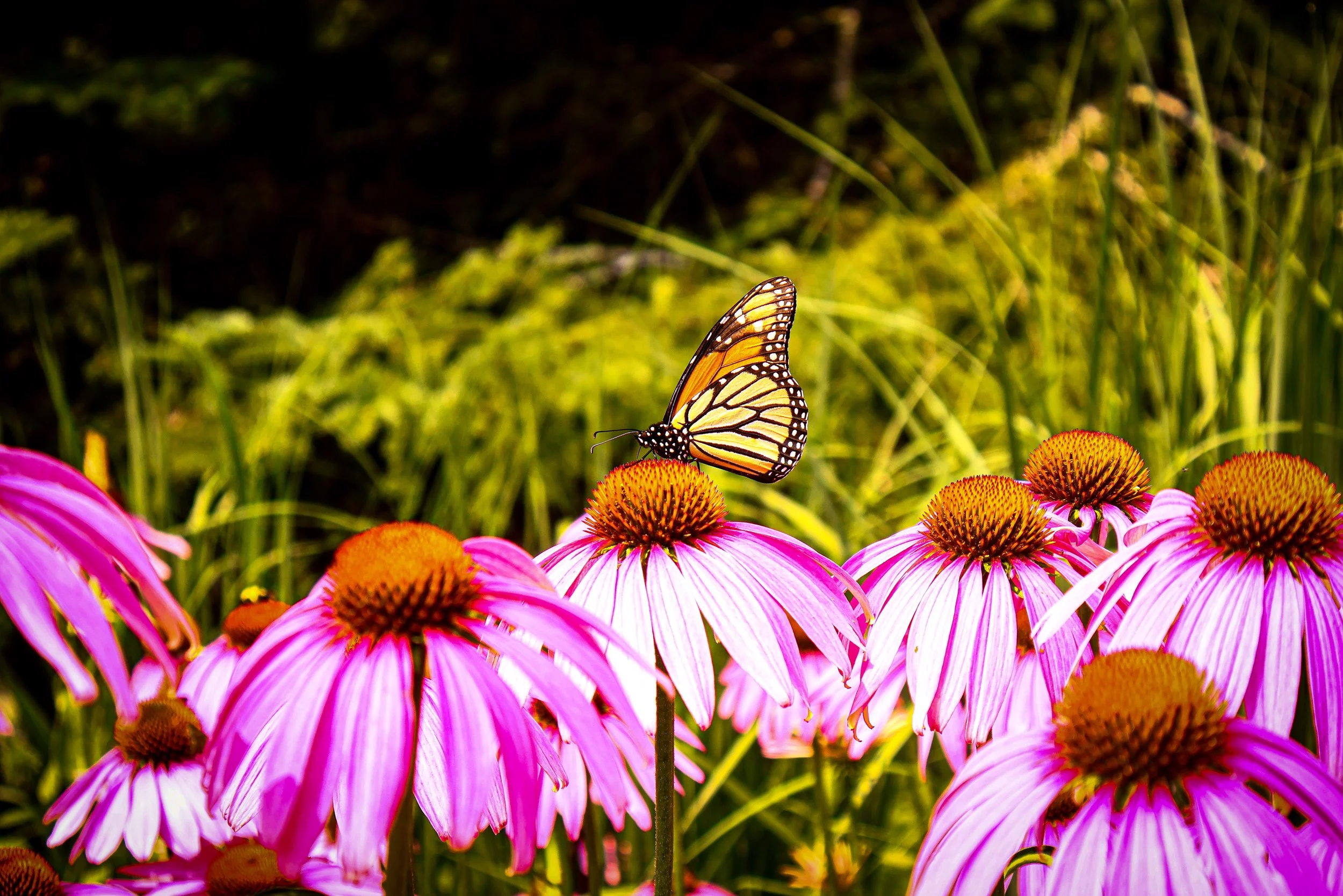 A butterfly sitting on a coneflower