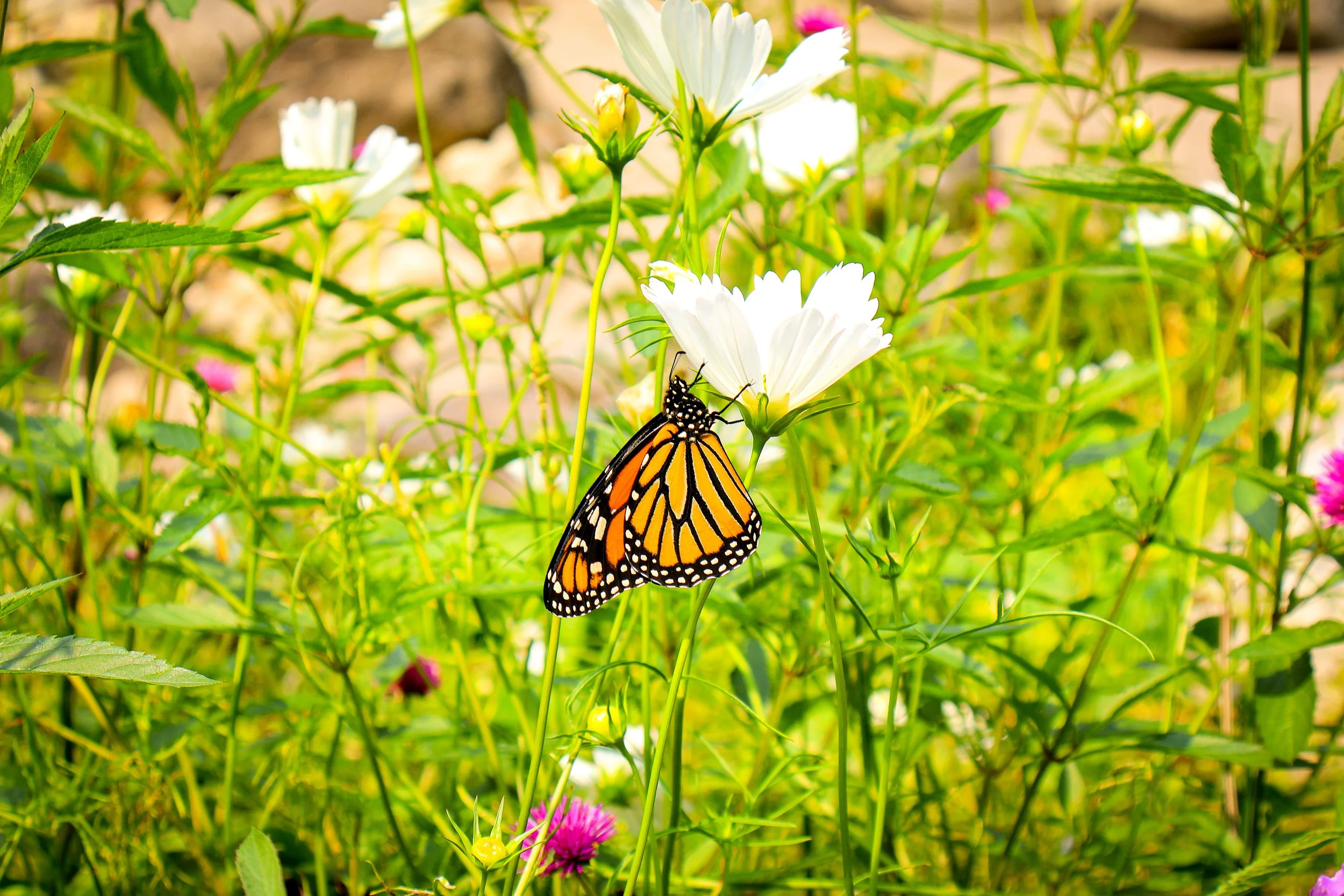 A monarch butterfly sits below a flower