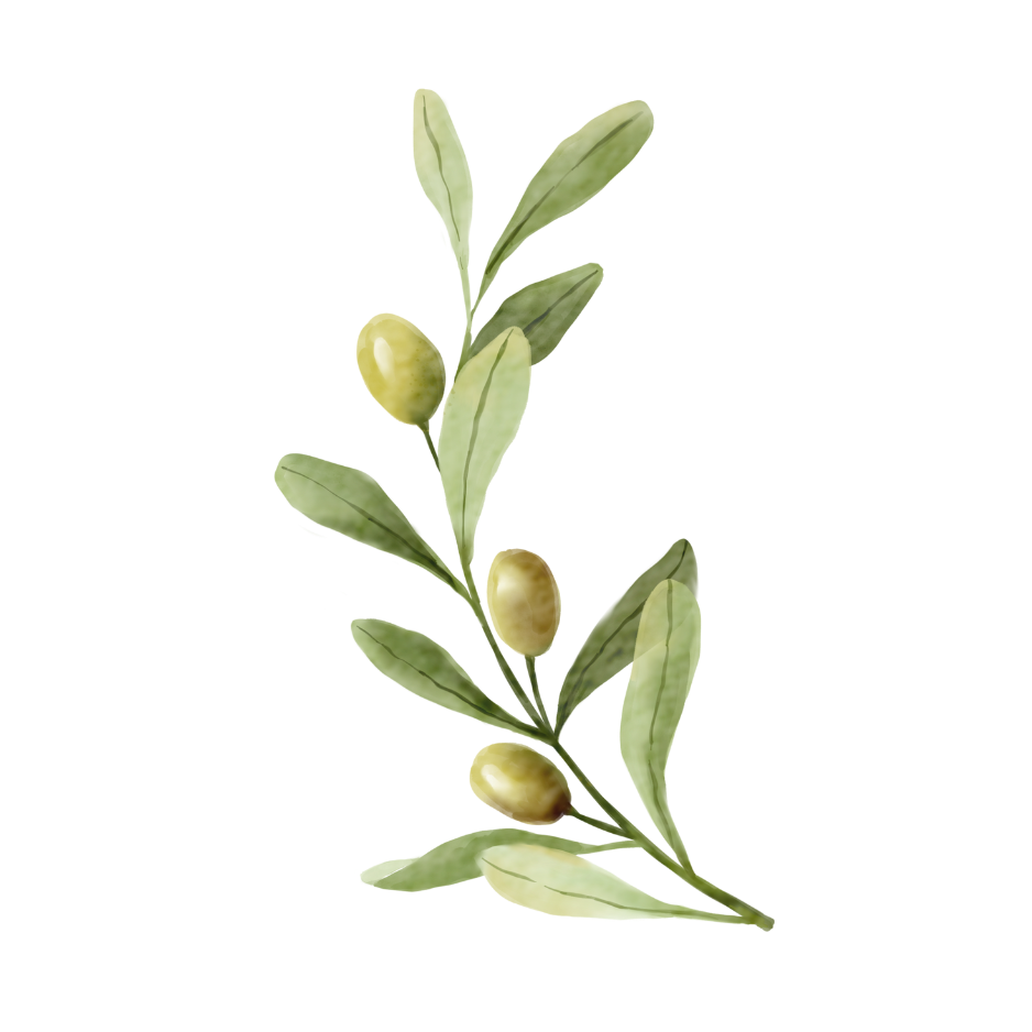 Watercolor illustration of an olive branch with green leaves and unripe green olives.