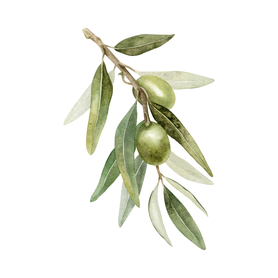 Olive branch with green olives and elongated leaves.