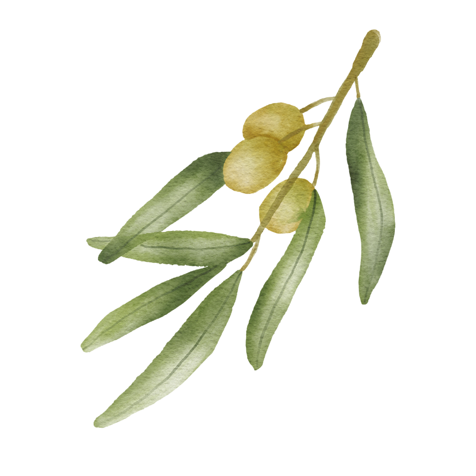 Illustration of an olive branch with green leaves and three olives.