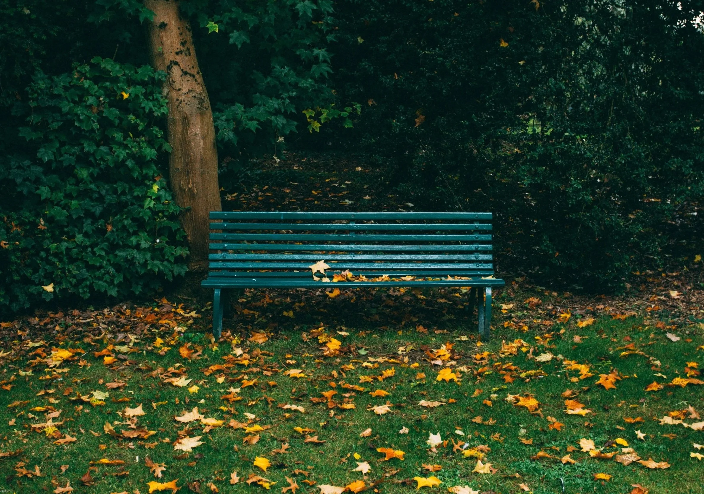 A dark green park bench with fallen leaves on it, situated in front of a large tree and surrounded by foliage and more fallen leaves on the ground.