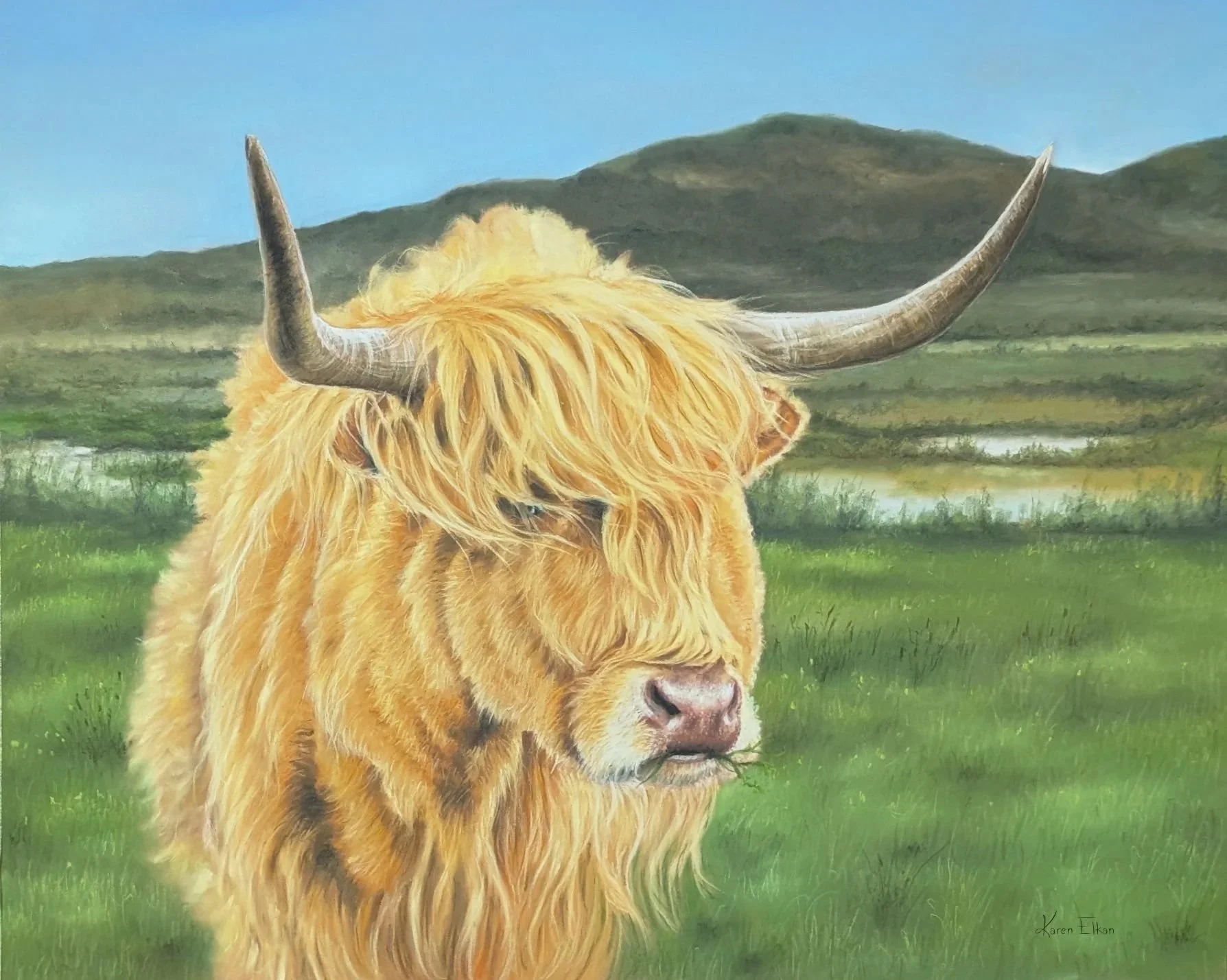 Highland Cow:  20 x 24 inch framed and matted:  $1,000