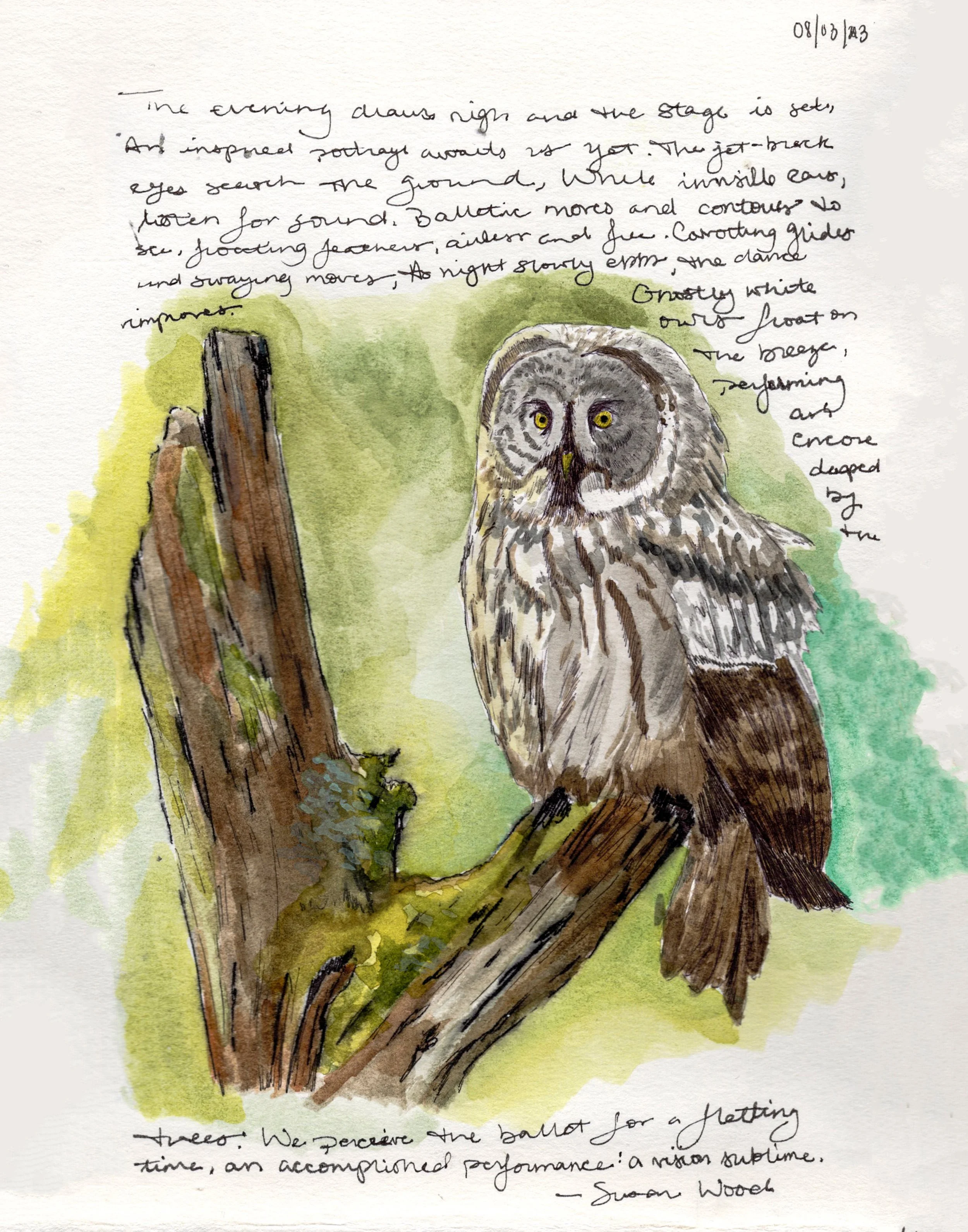 "Sketchbook Barred Owl", Ballpoint Pen and Watercolor on Paper, 8.5"x5.5", 2023