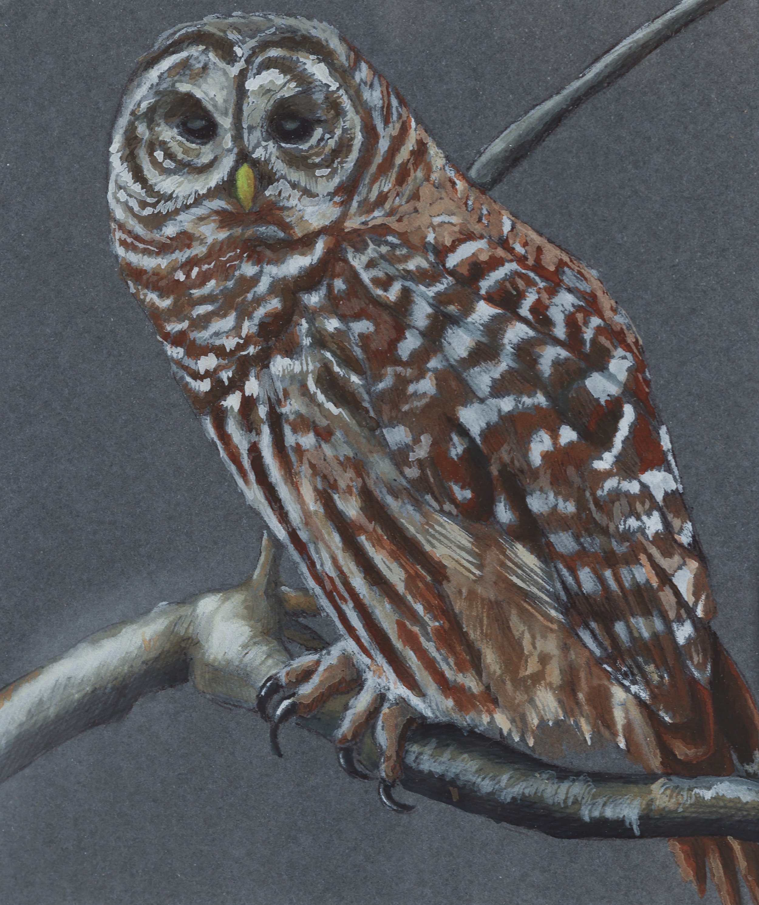 "Barred Owl", Watercolor and Gouache on Toned Paper, 4.5" x 5", 2024