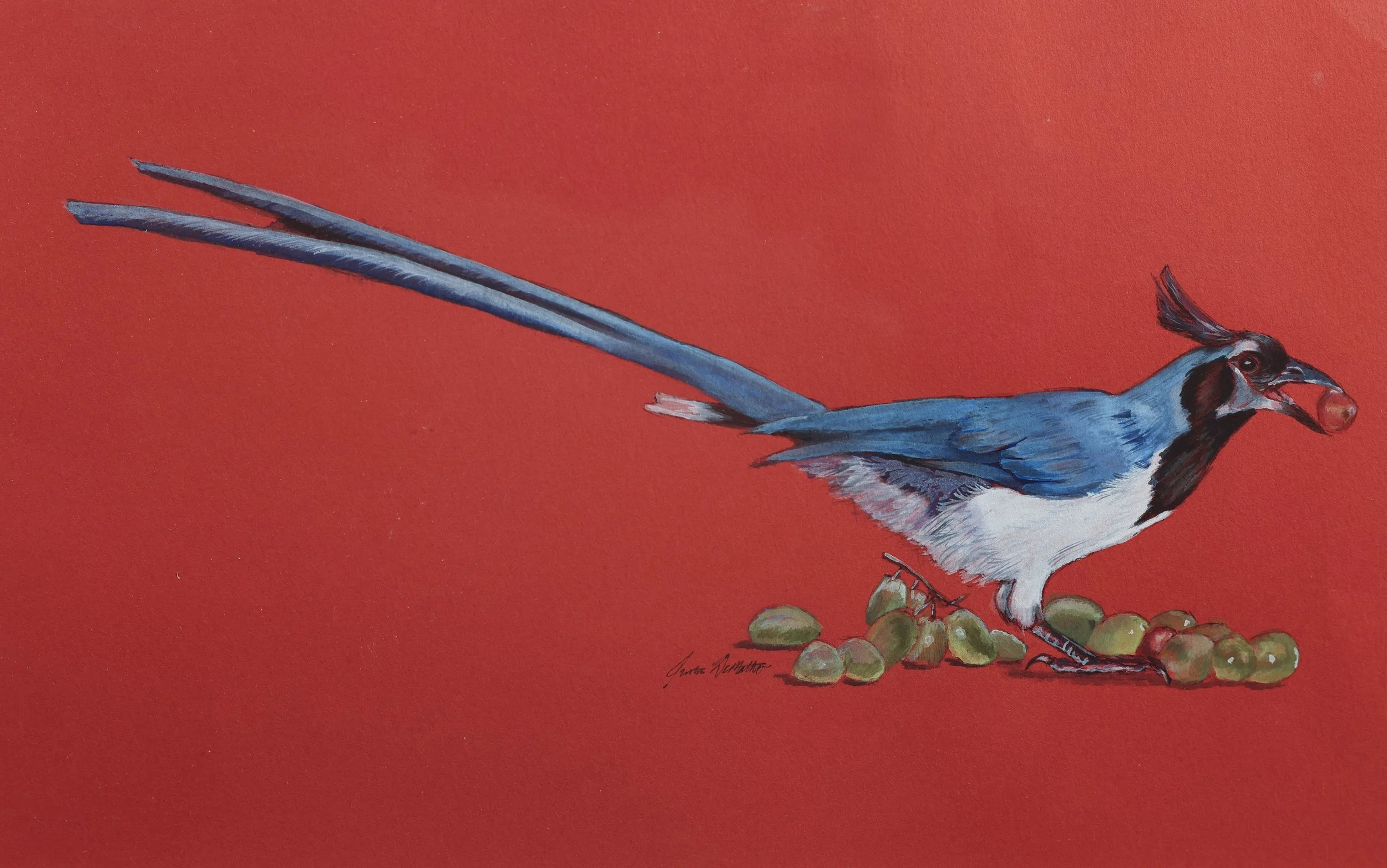 "Black-throated Magpie Jay", Watercolor and Gouache on Toned Paper, 10" x 6.5", 2024
