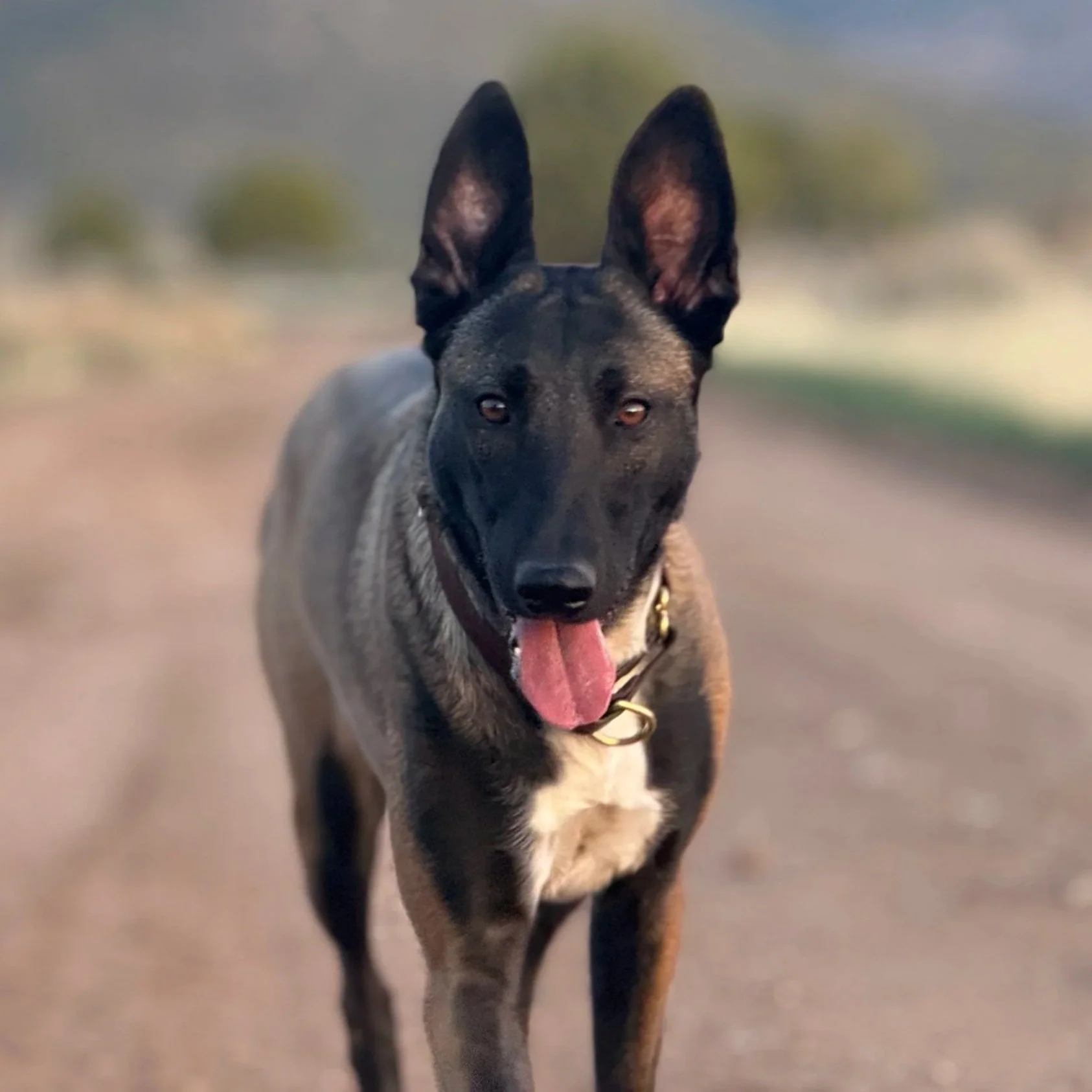 Mara, a conservation detection dog with Atlas Ecological Detection Dogs training at an alpine lake. She is a Belgian Malinois mix with white speckled paws.