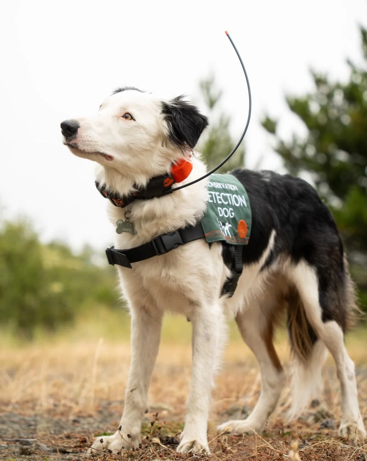 Smell that? It&rsquo;s our current project! 💩 🐕 

Wren and Sara are out on the Oregon coast sniffing out the scat of the rare Humboldt marten! 🐾 They&rsquo;re a few weeks into the season, and it&rsquo;s safe to say Wren is absolutely crushing it.
