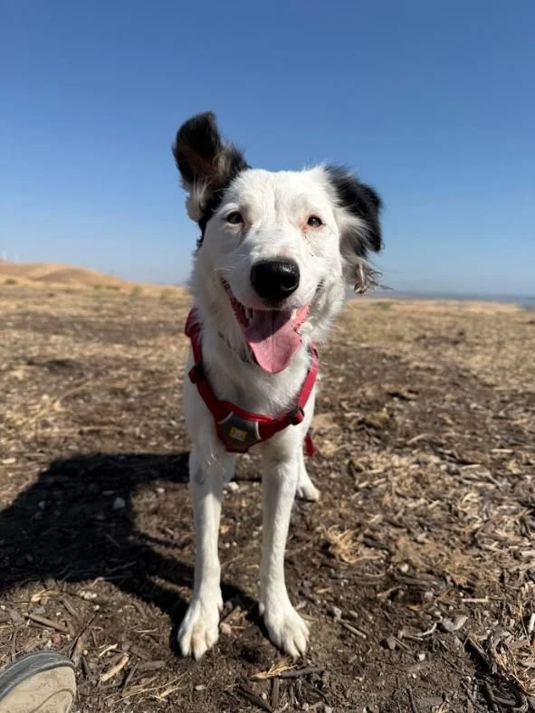 Wren, a conservation detection dog and working border collie, smiling at the camera during a wildlife survey in California. She is owned by biologist Sara Fangton.