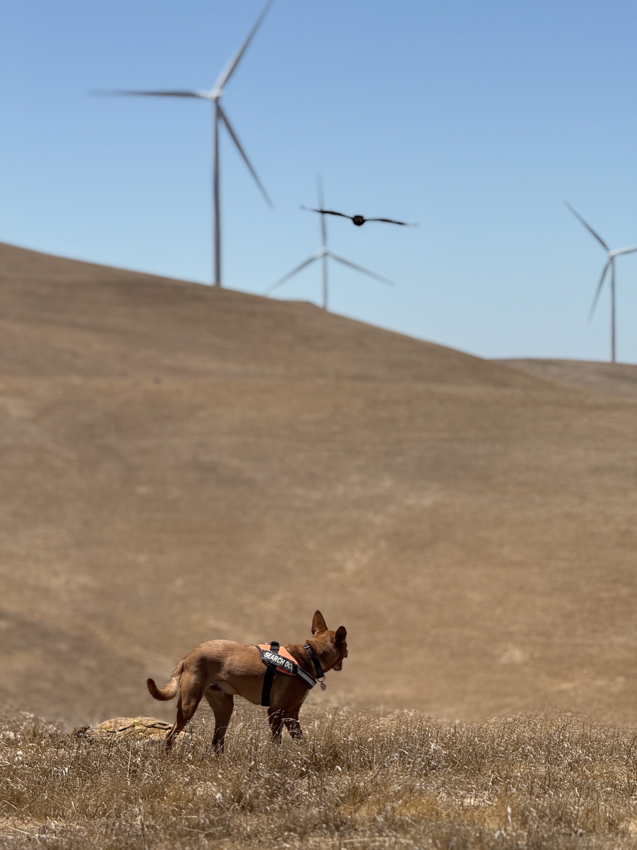 Conservation K9 Rowan looks up at a large bird while conducting a wind farm survey in the Altamont Pass. He is wearing a blaze orange working harness that says "search dog". He is surrounded by rolling hills with dry summer grasses.