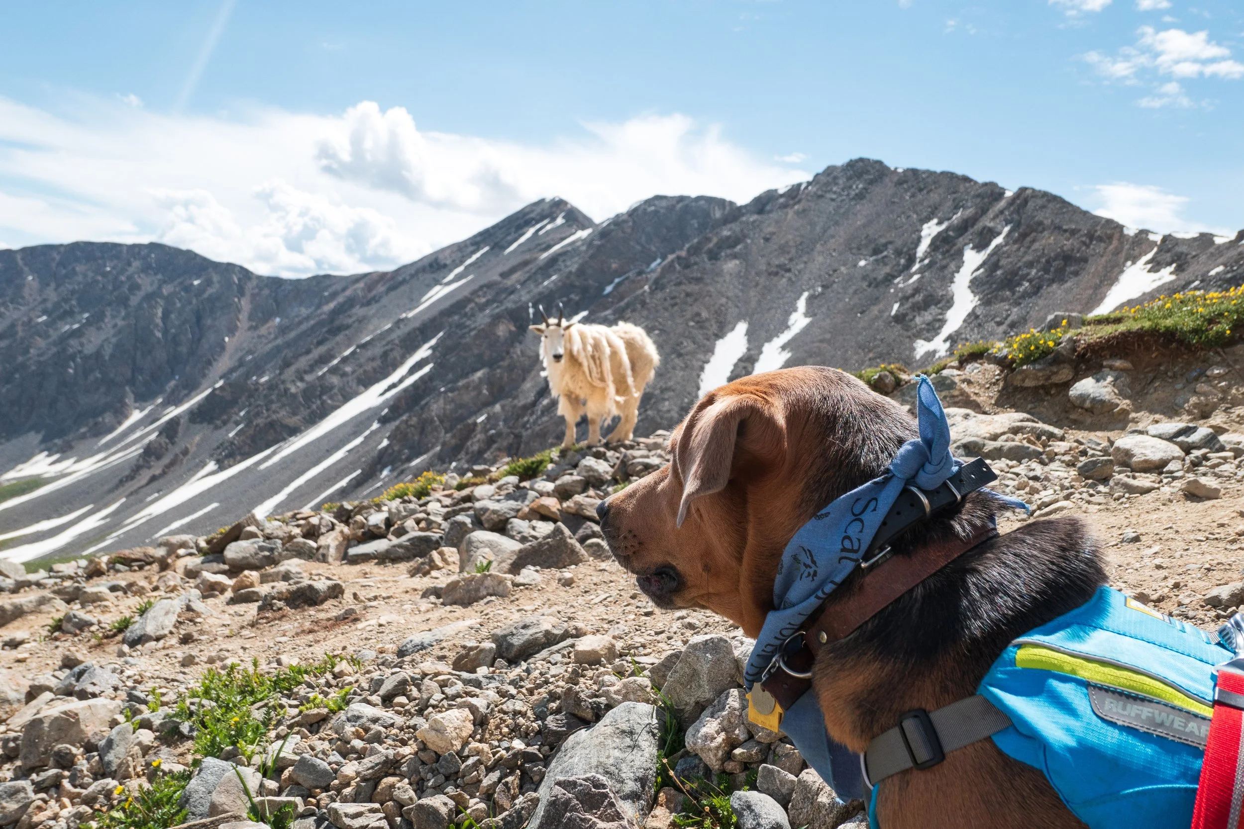 Indie, a conservation detection dog, is seen in the Rockies on a hiking trail next to a mountain goat. She shows that dogs can be respectful of wildlife and that working dogs do not pose a threat to sensitive habitats and species.