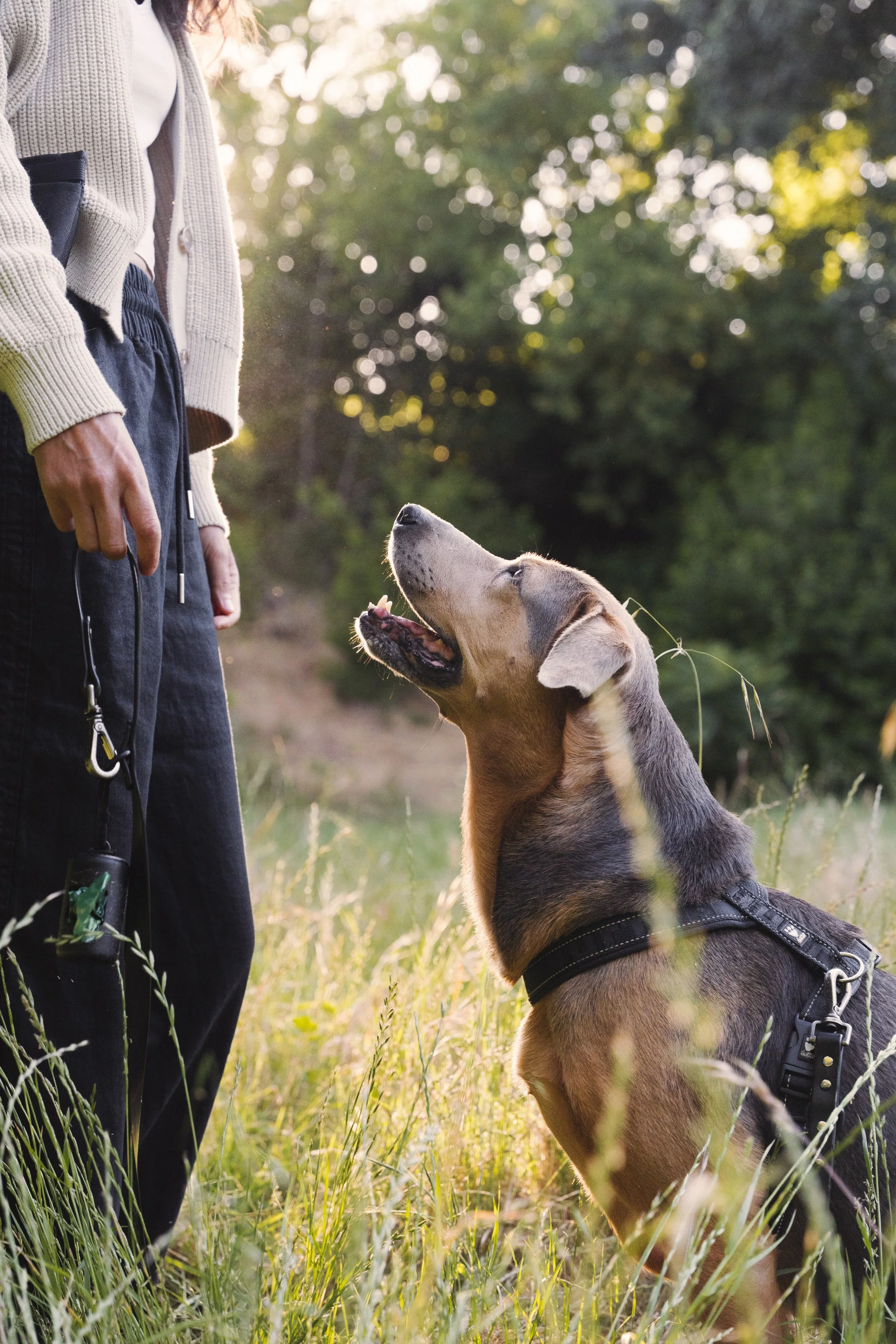 Conservation detection dog Indie looking up at her handler Heidi Bencin with adoration in her expression. They are in a grassy field during golden hour, and the sun is shining on them. The picture was taken by Hannah Eugster.