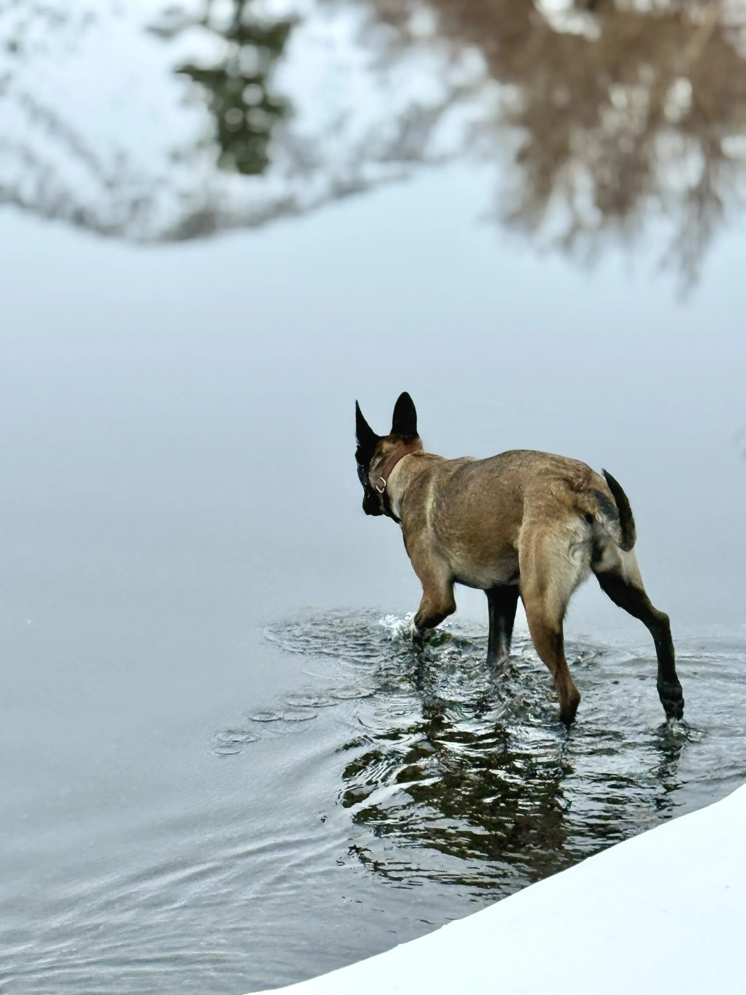Conservation detection dog Mara walks through a lake away from the camera during winter. She is a Belgian malinois mix with large ears and striking features.