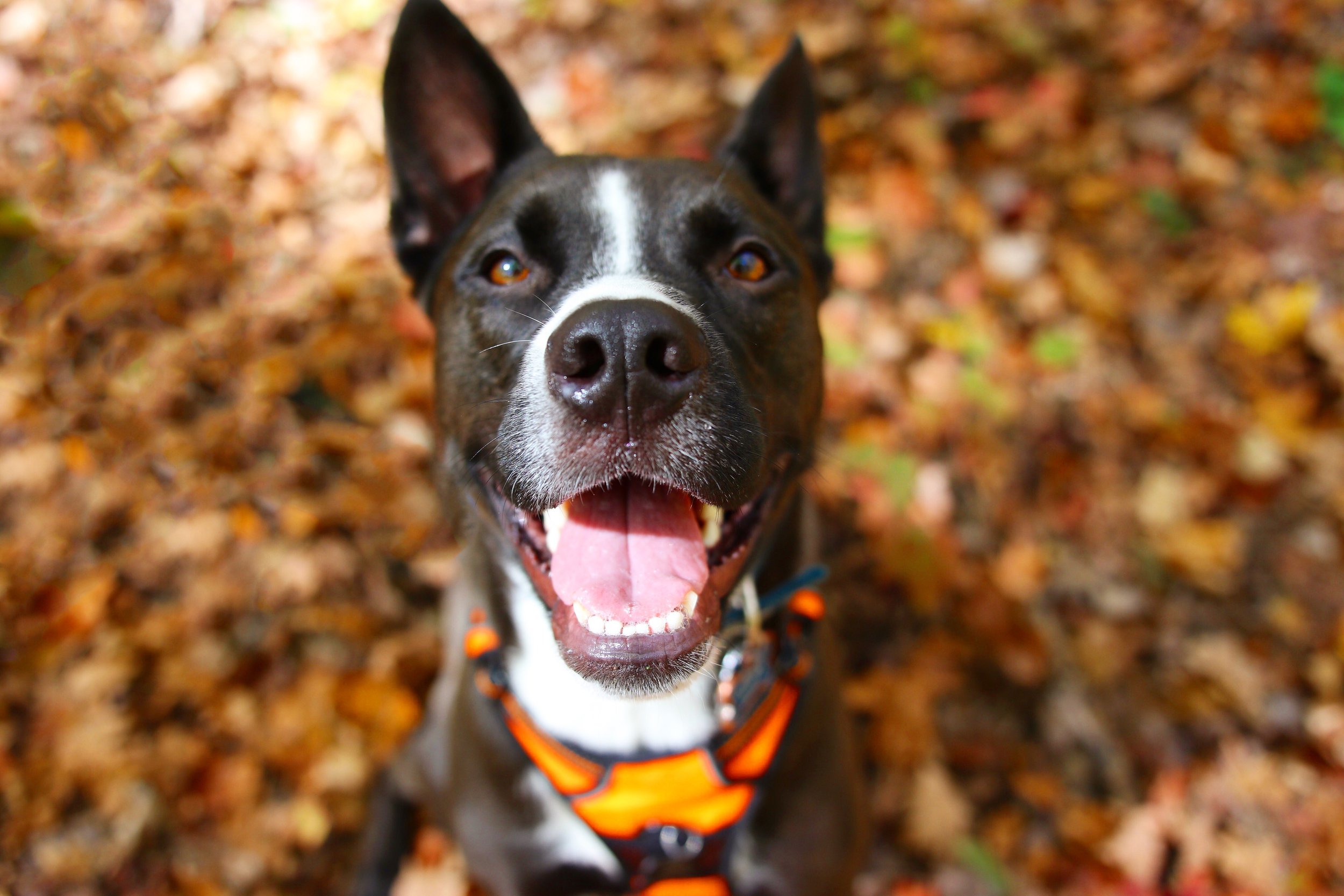 Atlas, a working dog with Atlas Ecological Detection Dogs sits in a high visibility harness smiling at the camera. He is surrounded by fallen leaves and is ready for work.