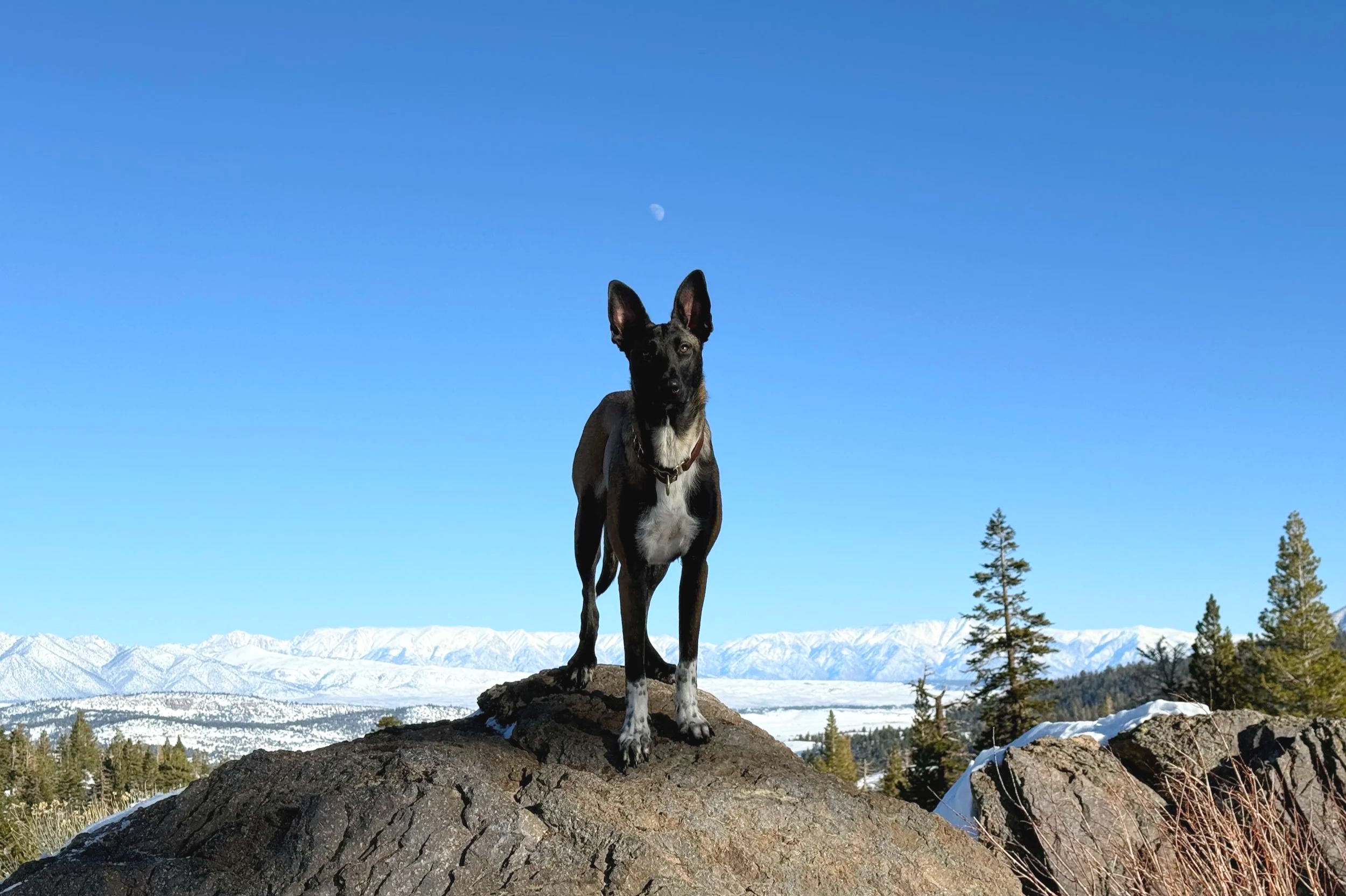 Mara, a conservation detection dog with Atlas Ecological Detection Dogs, is seen posing majestically on a rock in Mammoth Lakes, California. The moon is above her and snowy mountains are behind her. She is a Belgian malinois and she helps scientists.
