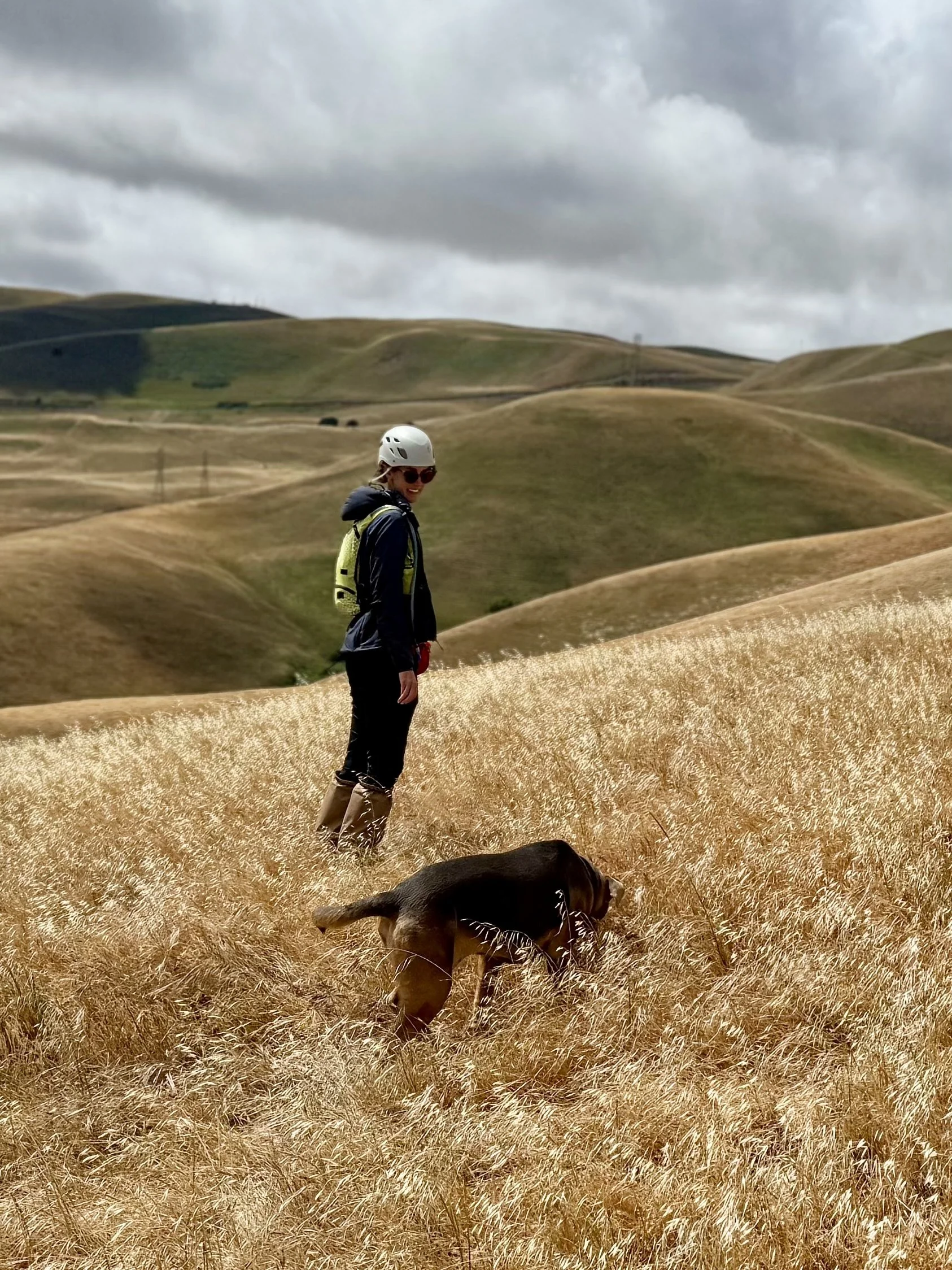 Heidi Bencin and her dog Indie conducting post-construction fatality monitoring at a windfarm in California. Indie is a conservation detection dog trained to find bat and bird carcasses to aid in wildlife conservation.