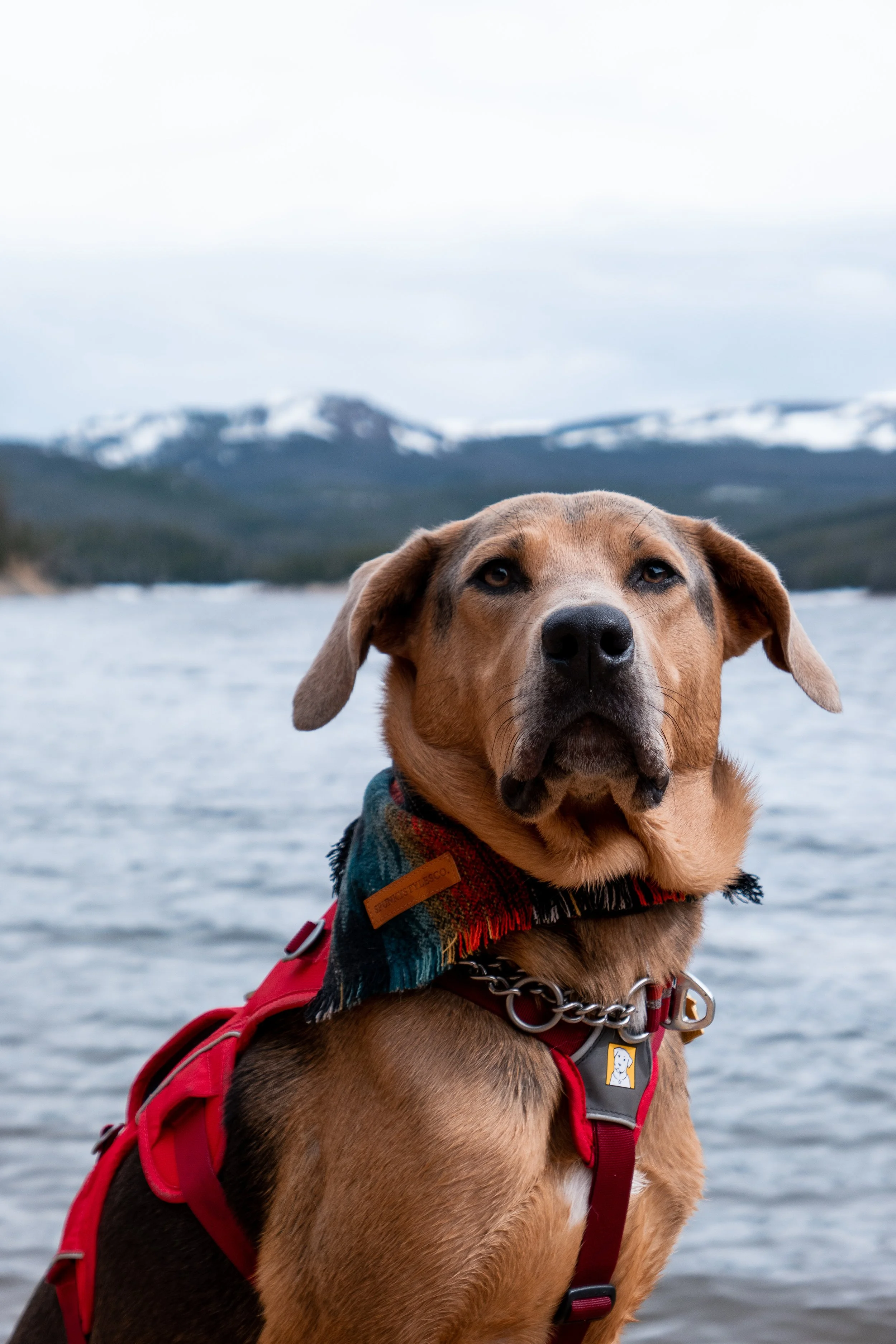 A conservation detection dog named Indie is seen sitting in front of an alpine lake with a red harness and a colorful bandana, and she looks very stoic. Indie passed away in 2025 from cancer, and she is deeply missed.