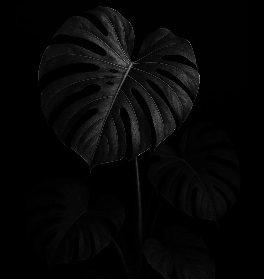 This is a place to evoke a narrative of depth &amp; wildness at the same time.

#outdoorsnarratives #intothewild