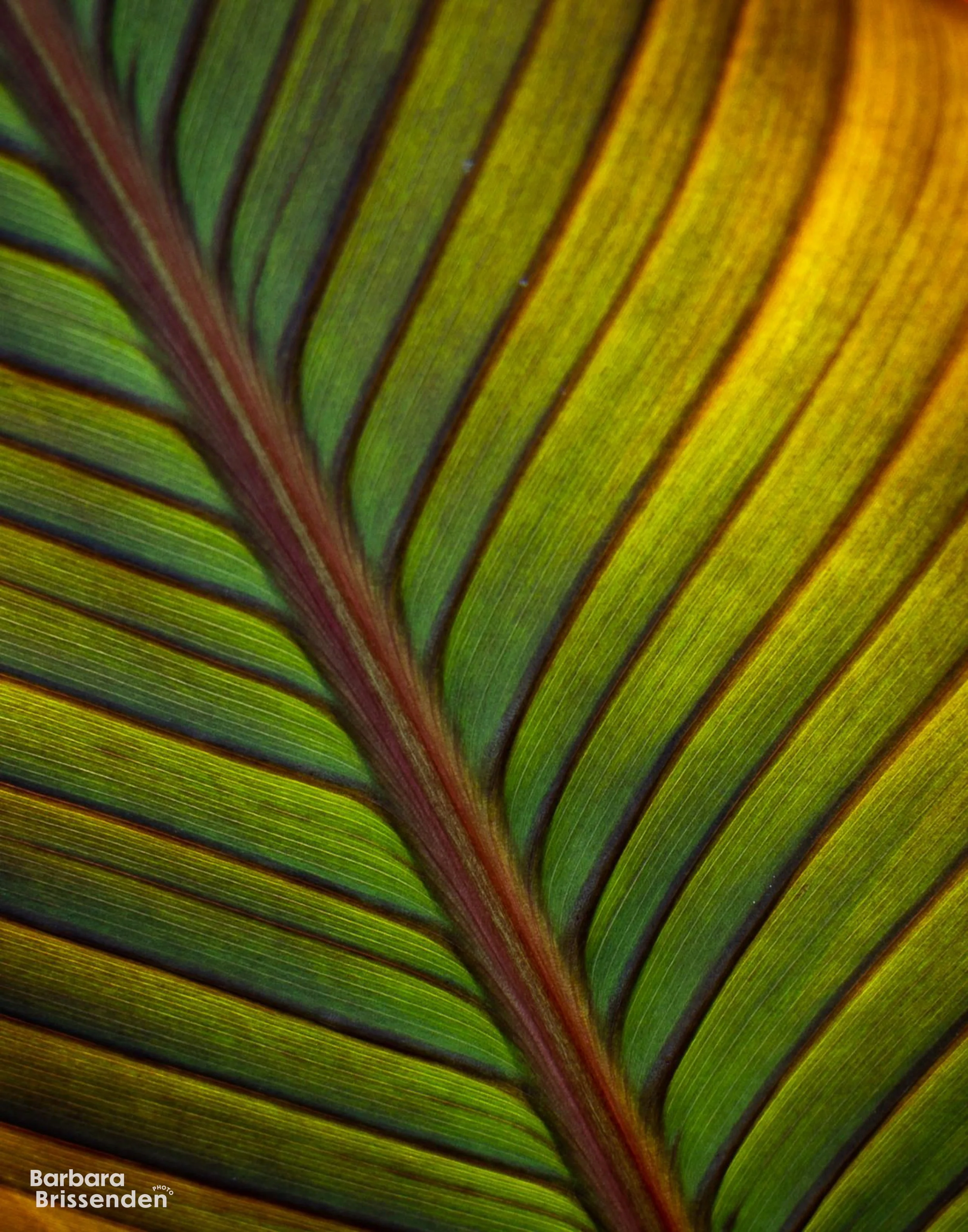 Veins of a Leaf 2.jpg