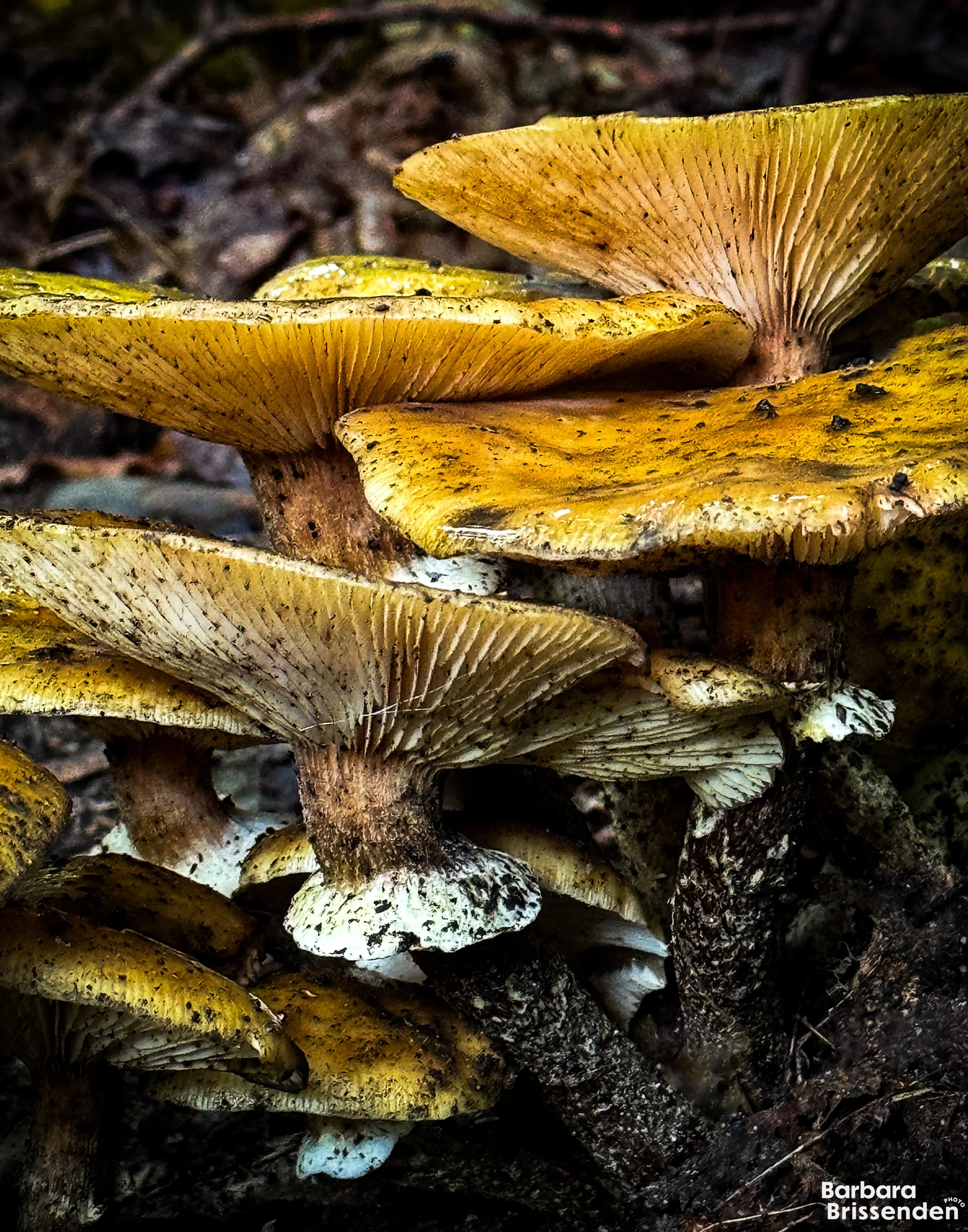 Mushroom Stack 2.jpg