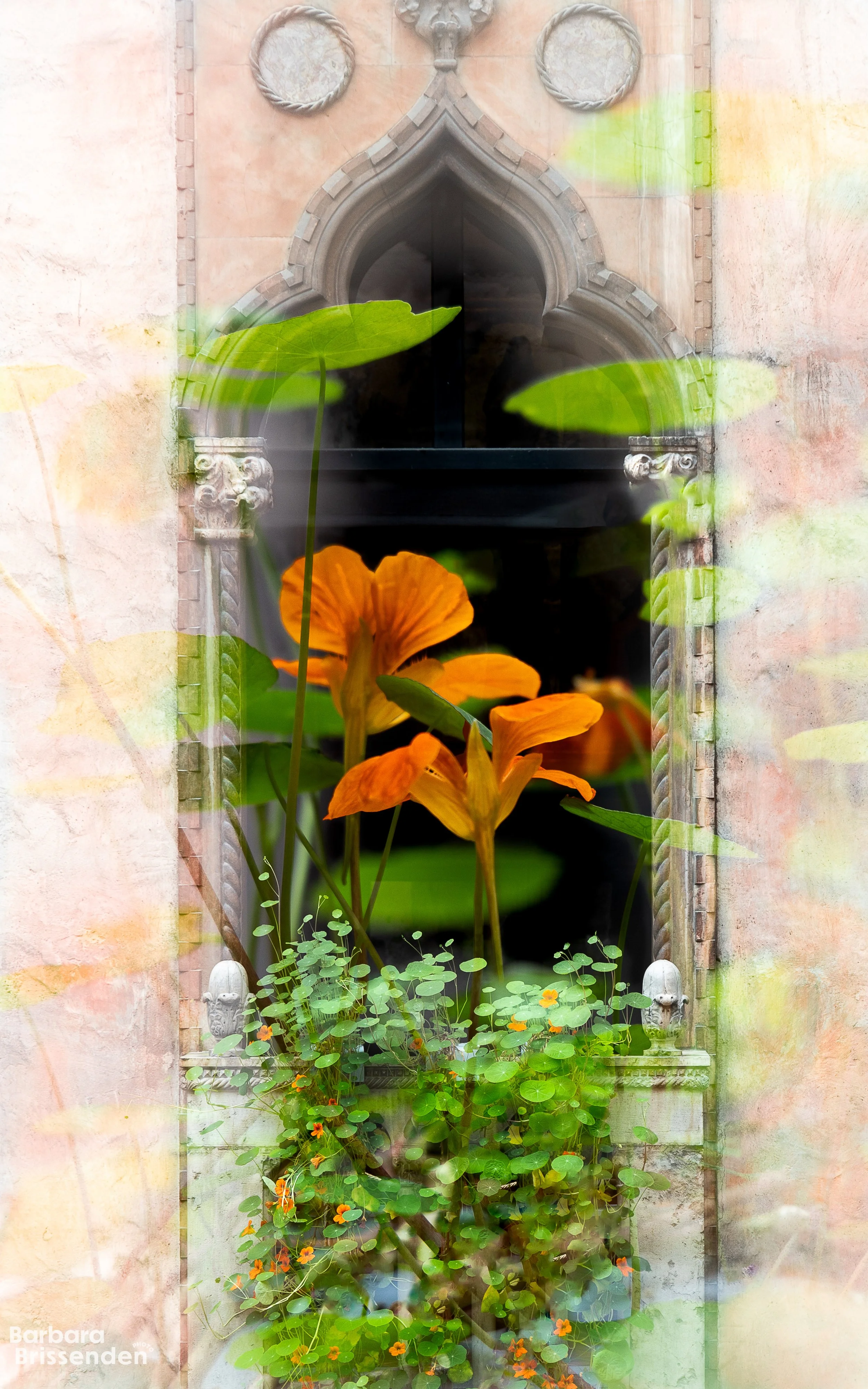 Nasturtiums at the ISGM 2.jpg