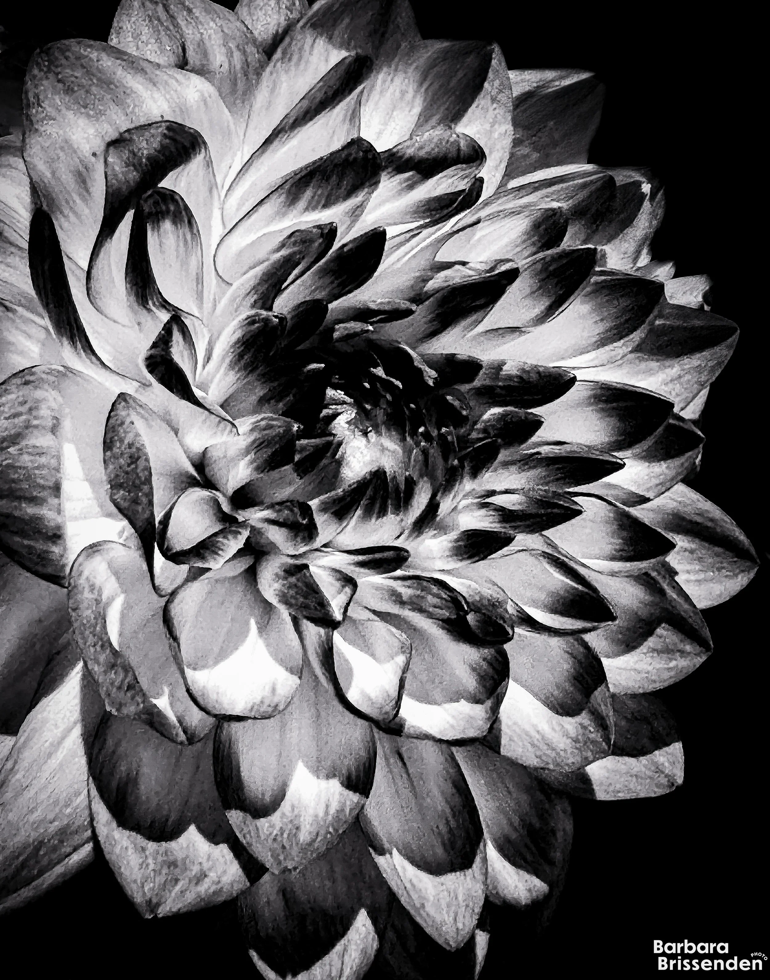 Black & White Dahlia – Juried into NAA show