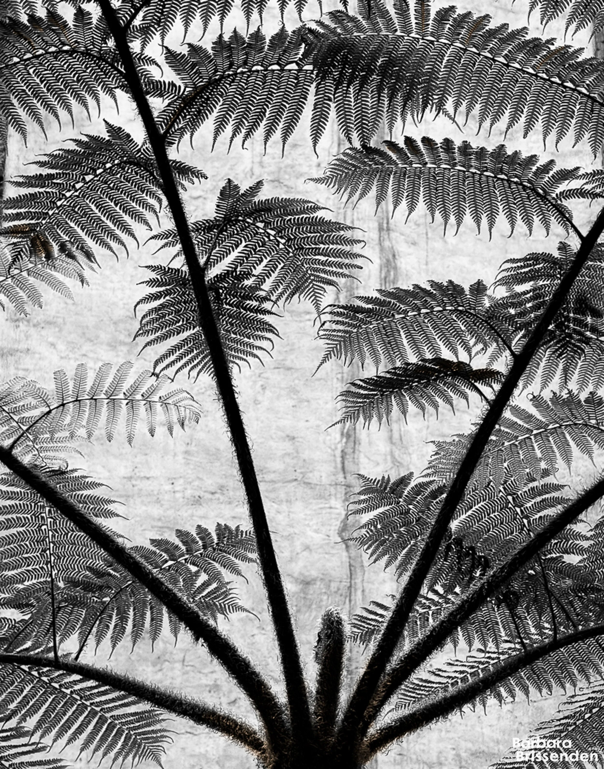 The Palms – Juried into Small Stones Show