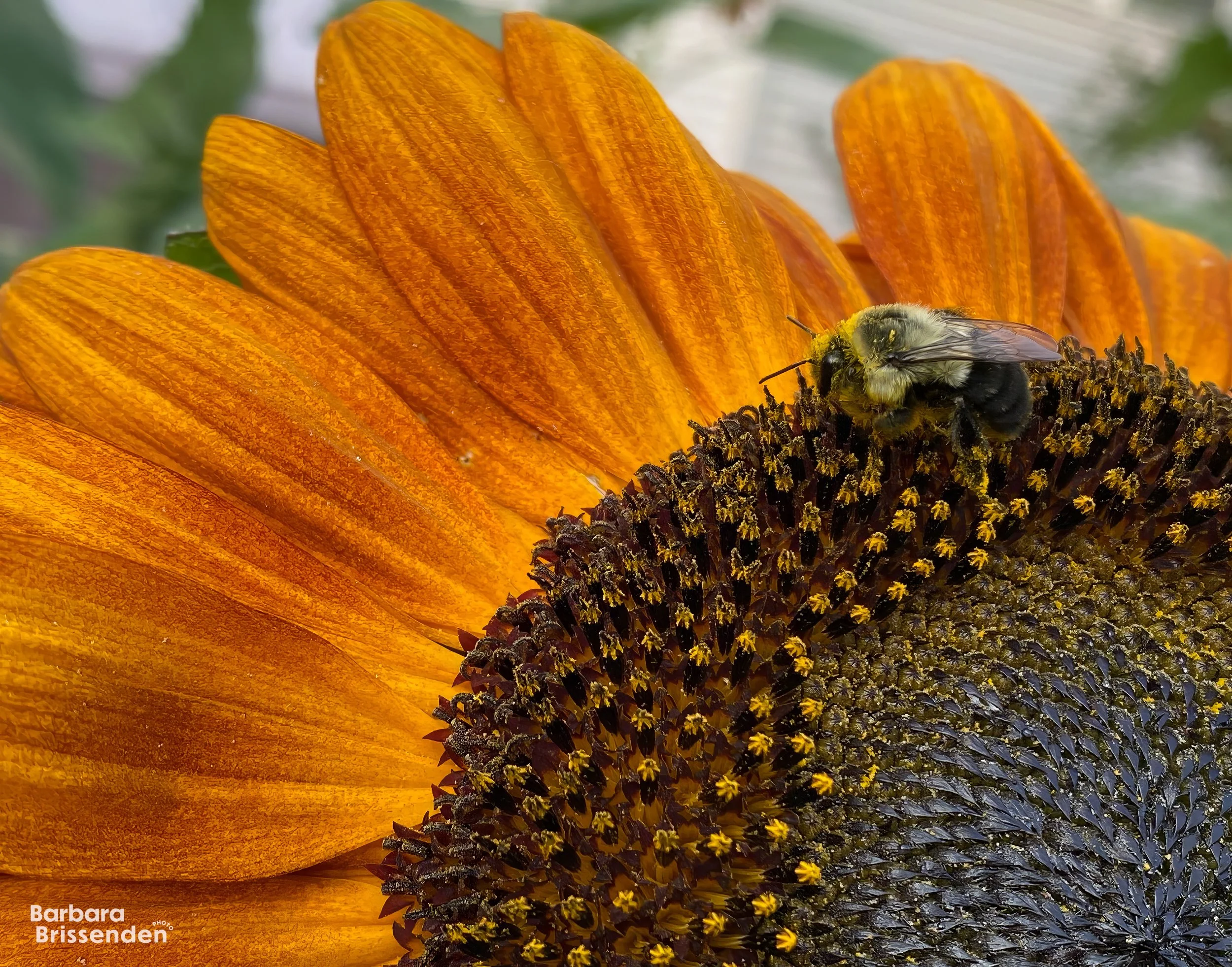 Scrumptious Pollen 2.jpg