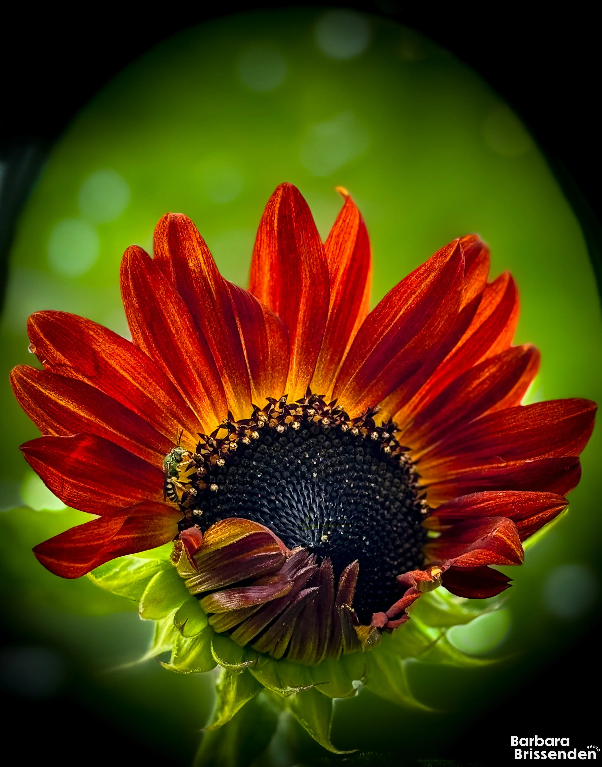 Unfurling Sunflower 2.jpg