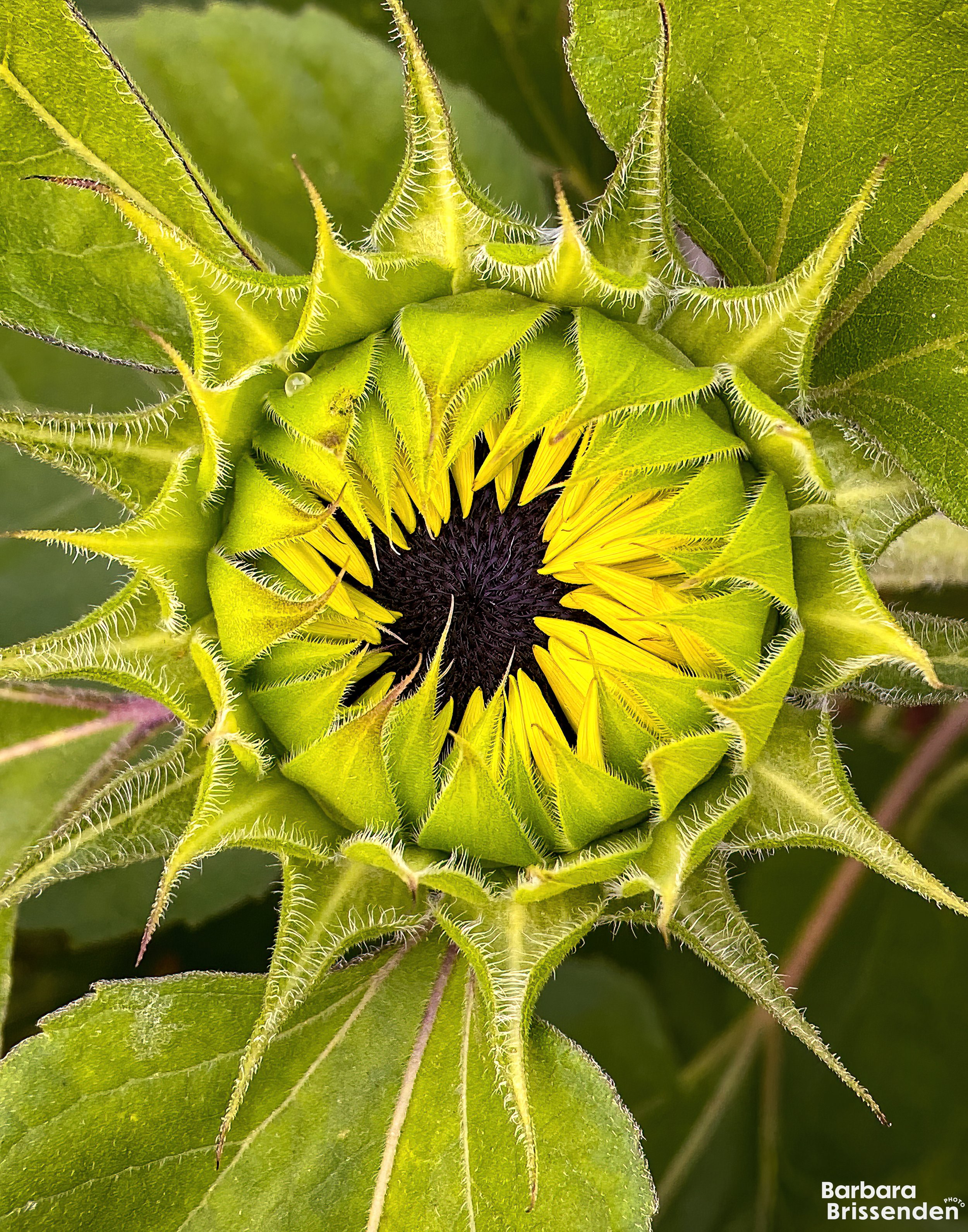 Birth of a Sunflower 2.jpg