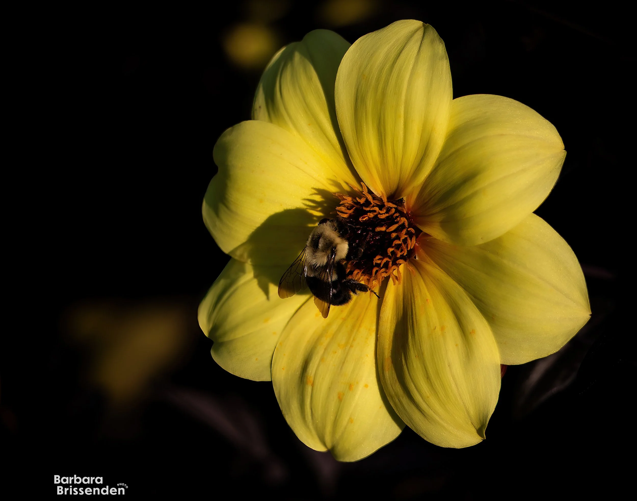 Love the Pollen 2.jpg