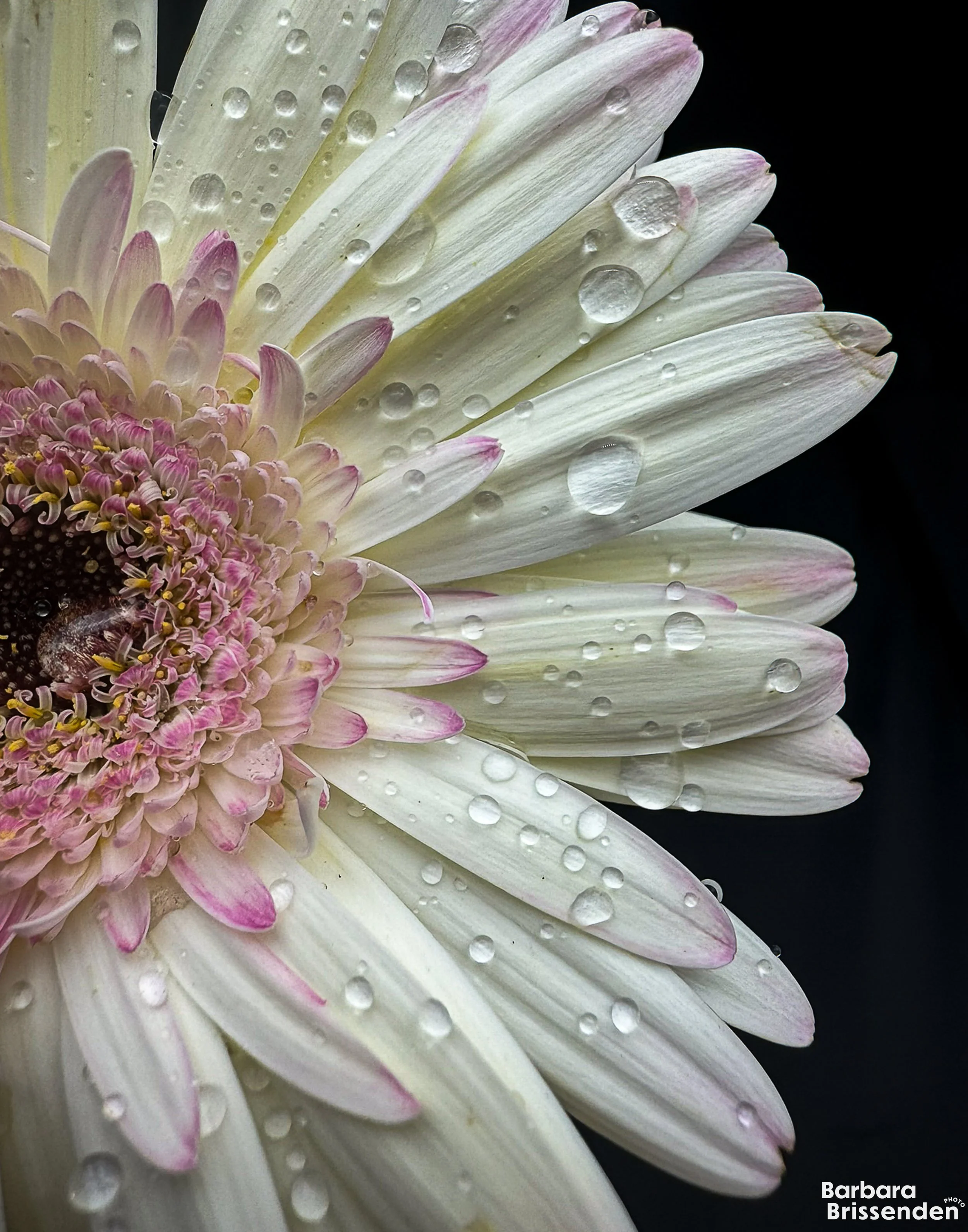 Water Droplets 2.jpg